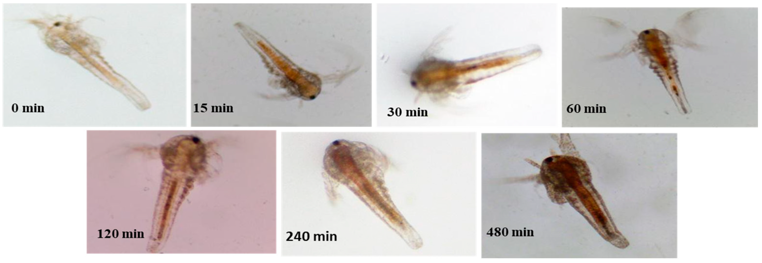 ARTEMIA NAUPLII: Breeding and administration of Brine Shrimp