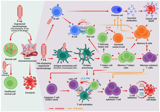 Vaccines | Free Full-Text | Engineered Phage-Based Cancer Vaccines ...