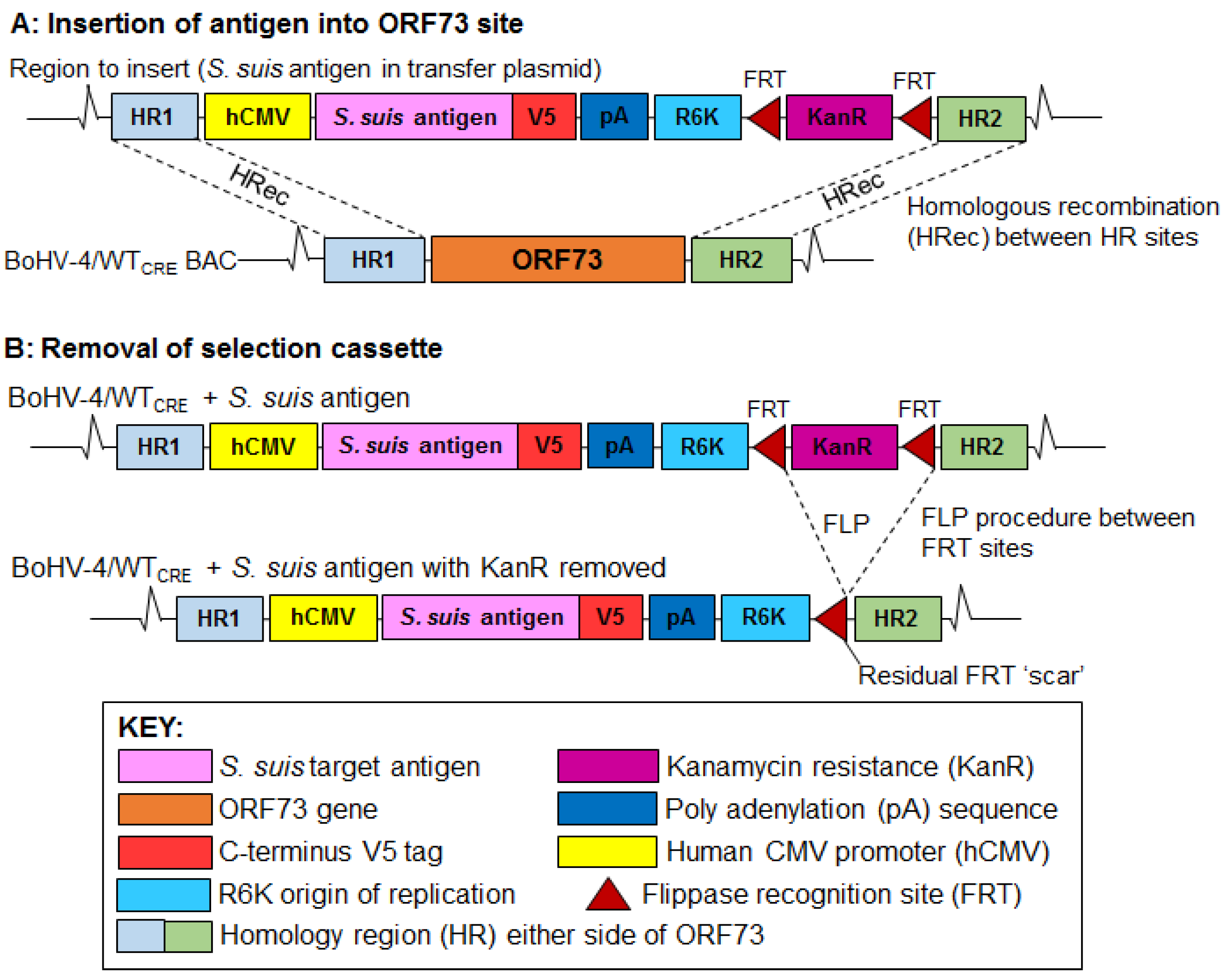 Vaccines 11 01004 g002 Vaccines 11 01004 g002