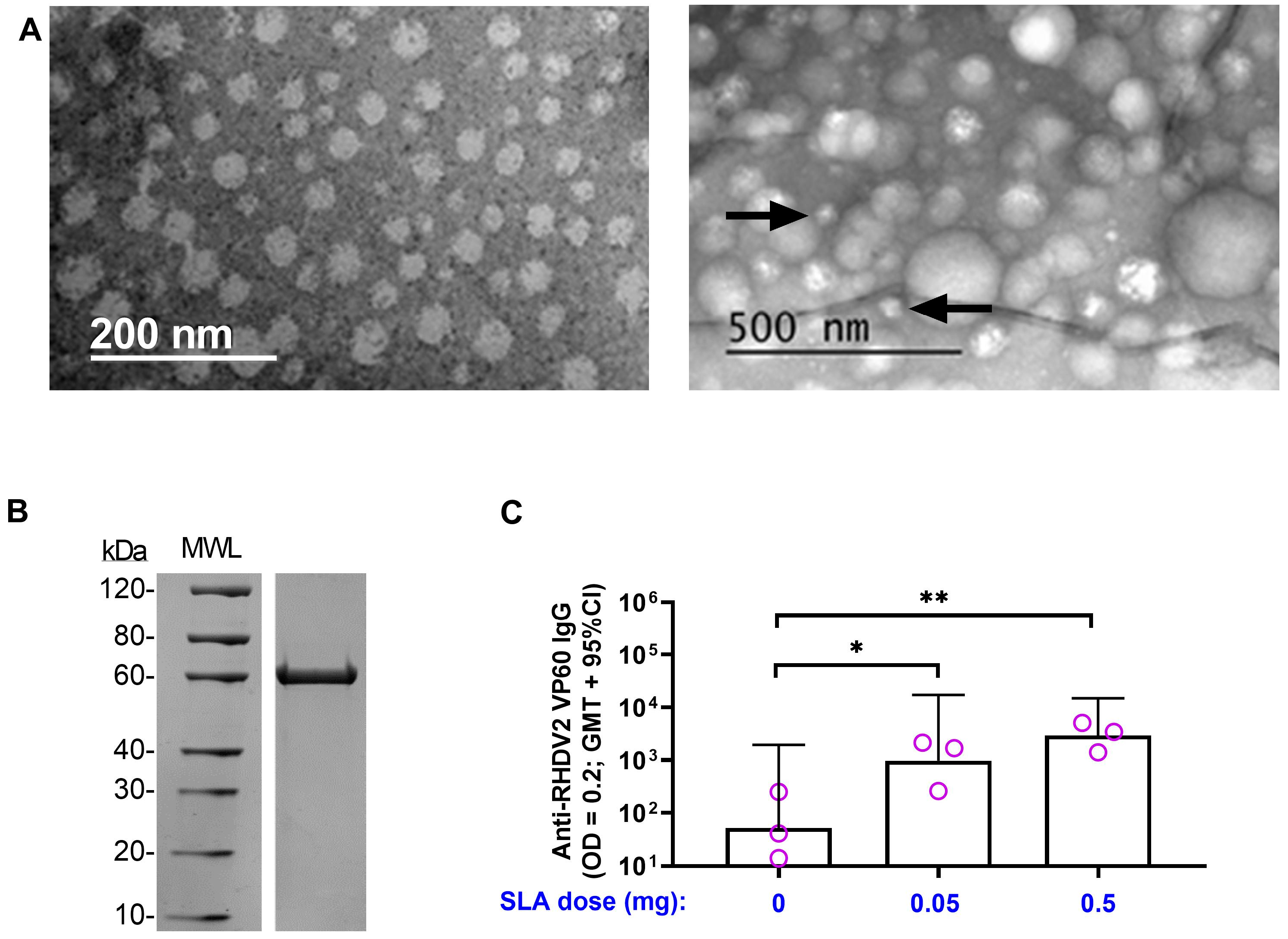 Vaccines 11 01043 g005