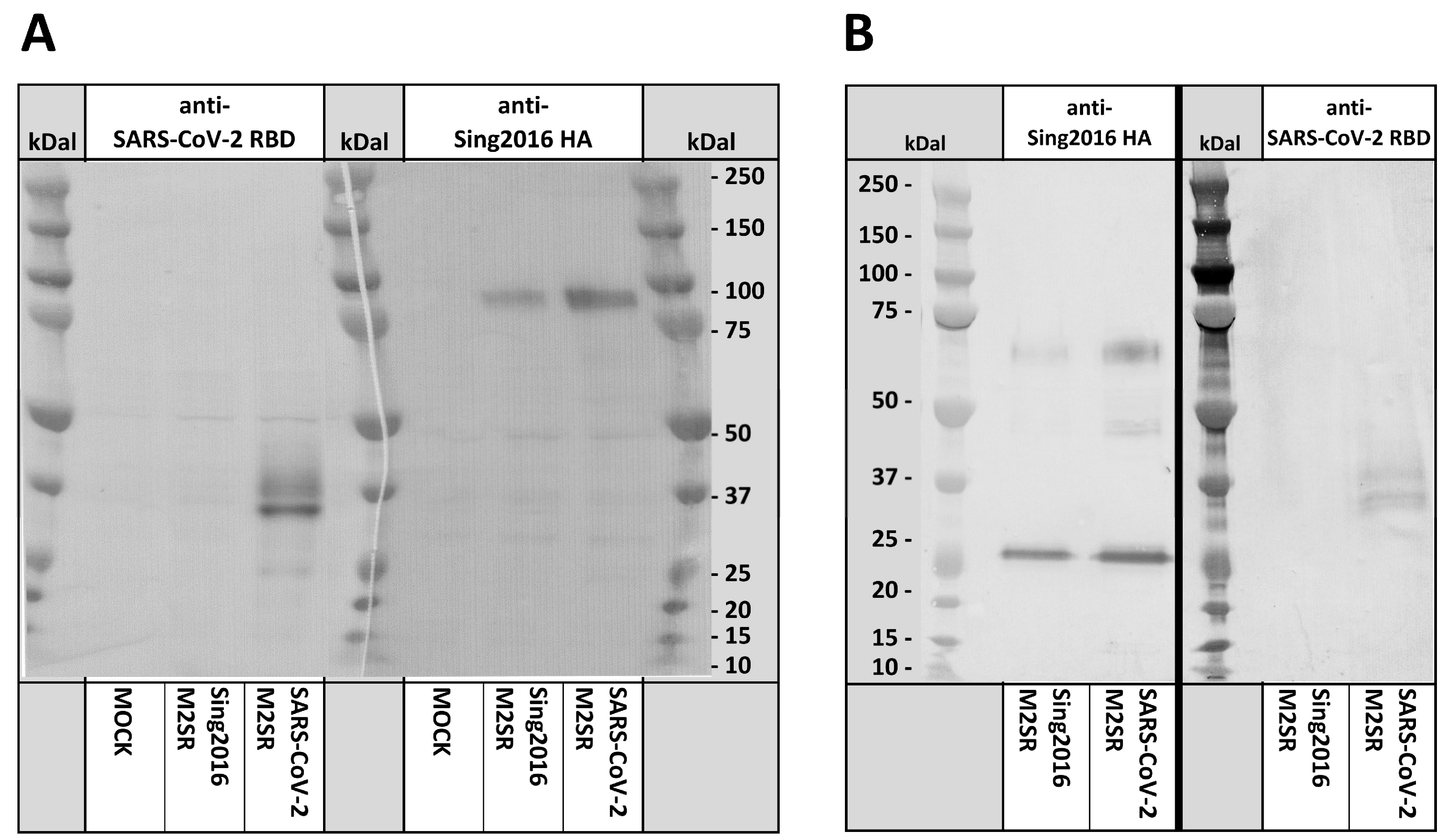 Vaccines 11 01063 g003 Vaccines 11 01063 g003