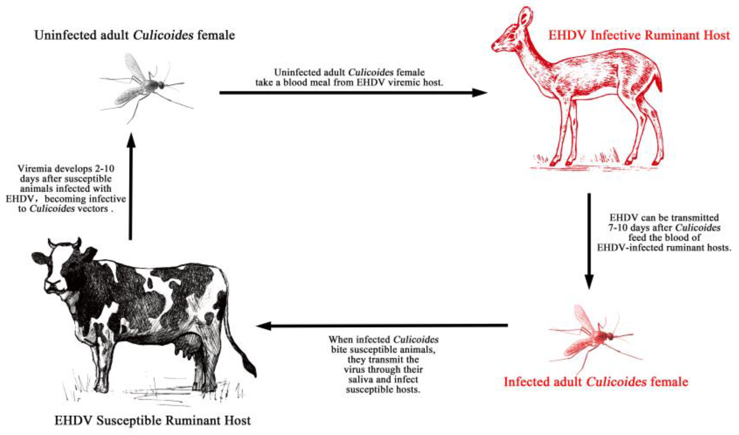 Vaccines Free Full Text Current Knowledge on Epizootic