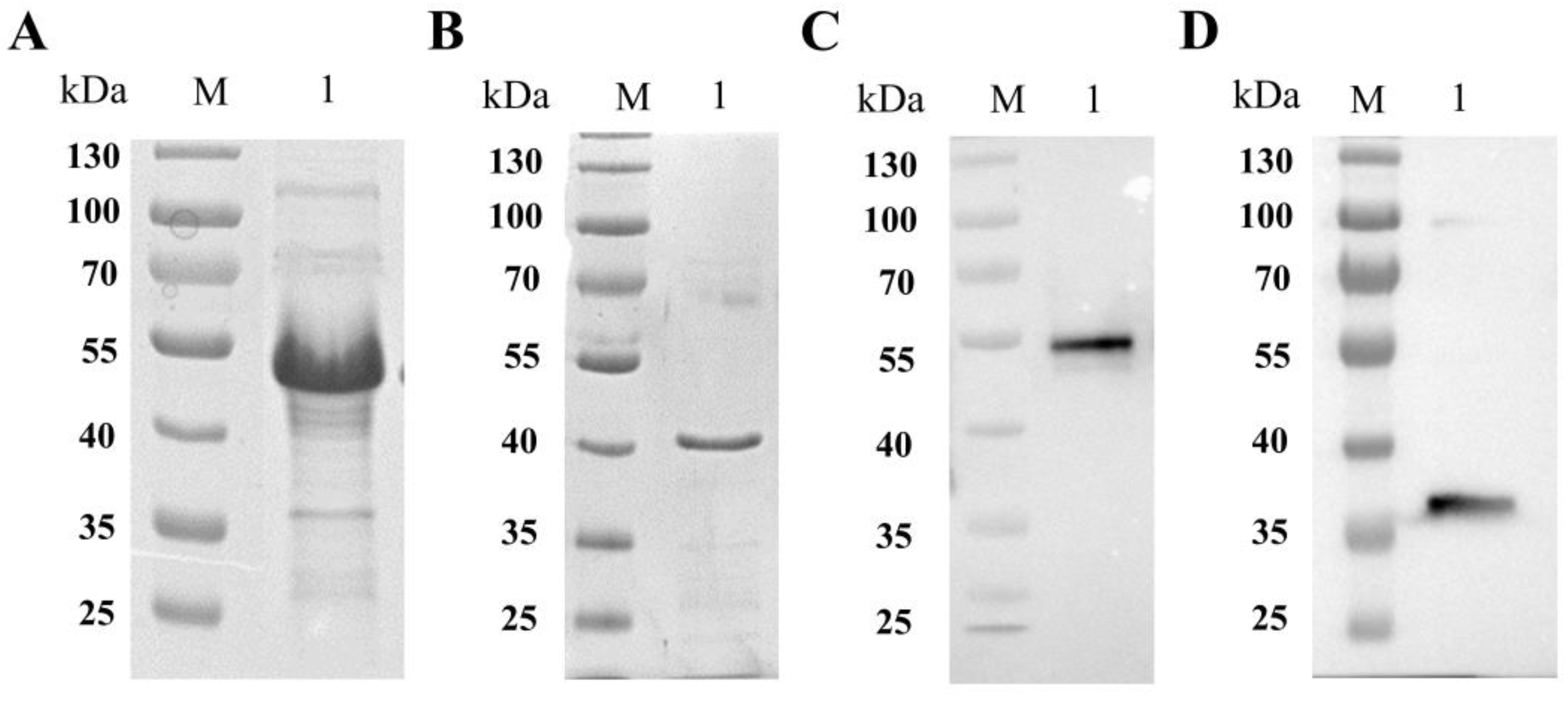 Vaccines 11 01190 g002 Vaccines 11 01190 g002