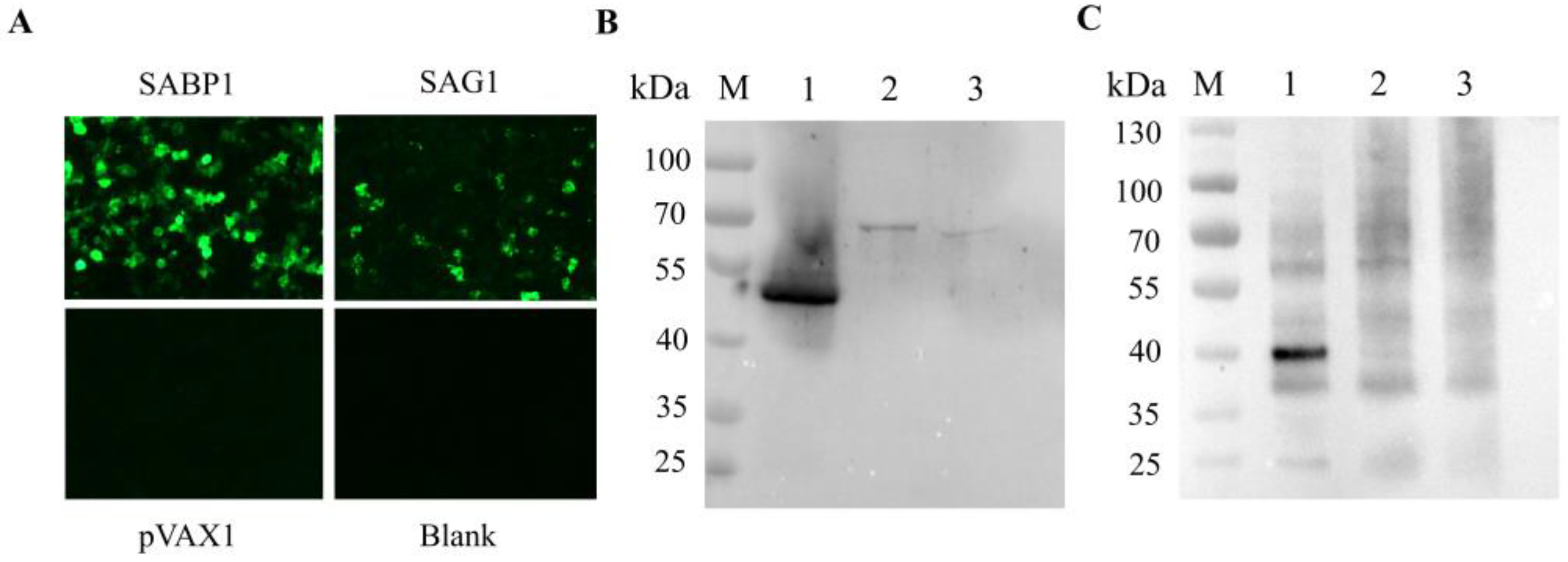 Vaccines 11 01190 g003 Vaccines 11 01190 g003