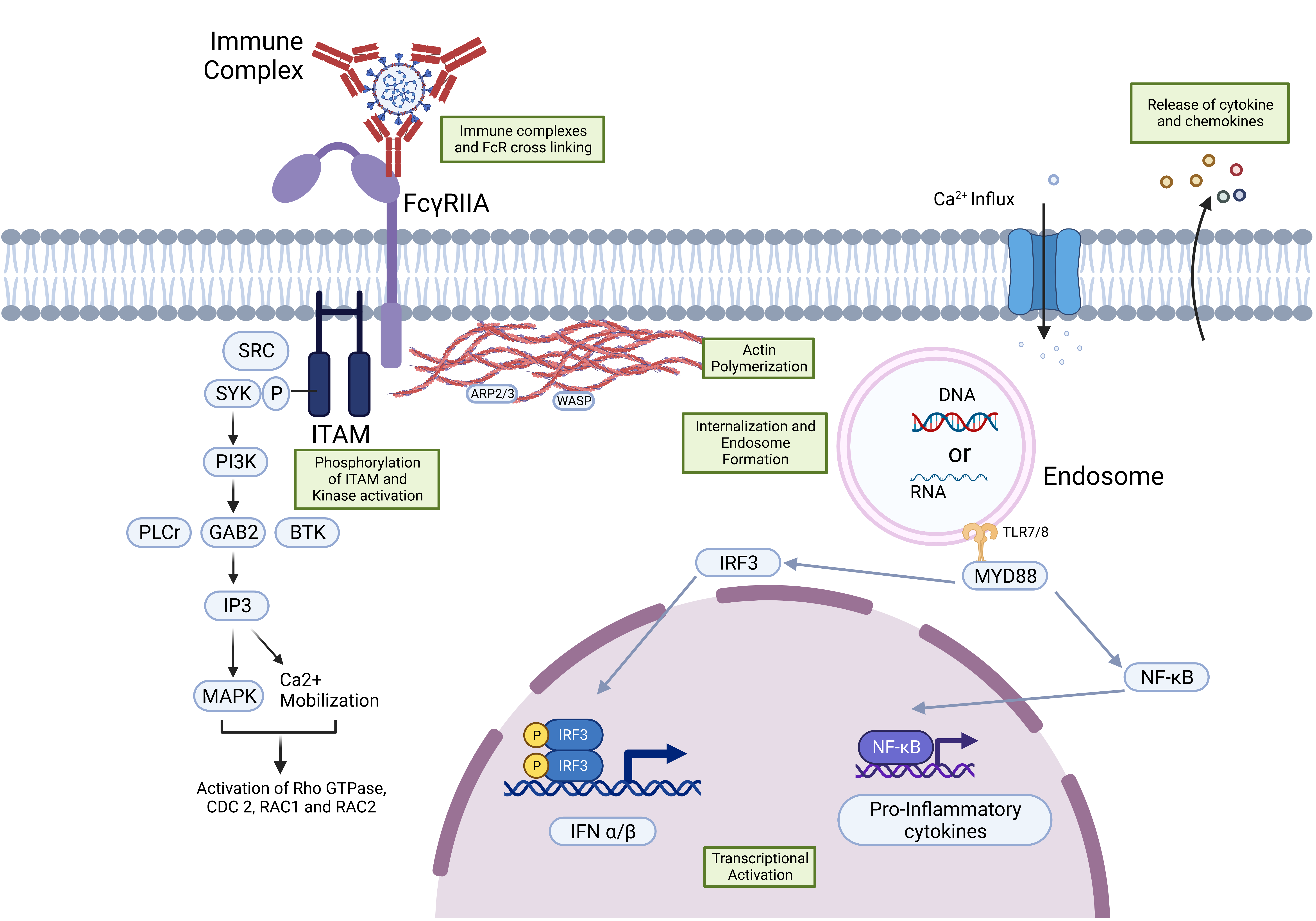 PDF) Fc-Mediated Functions of Porcine IgG Subclasses