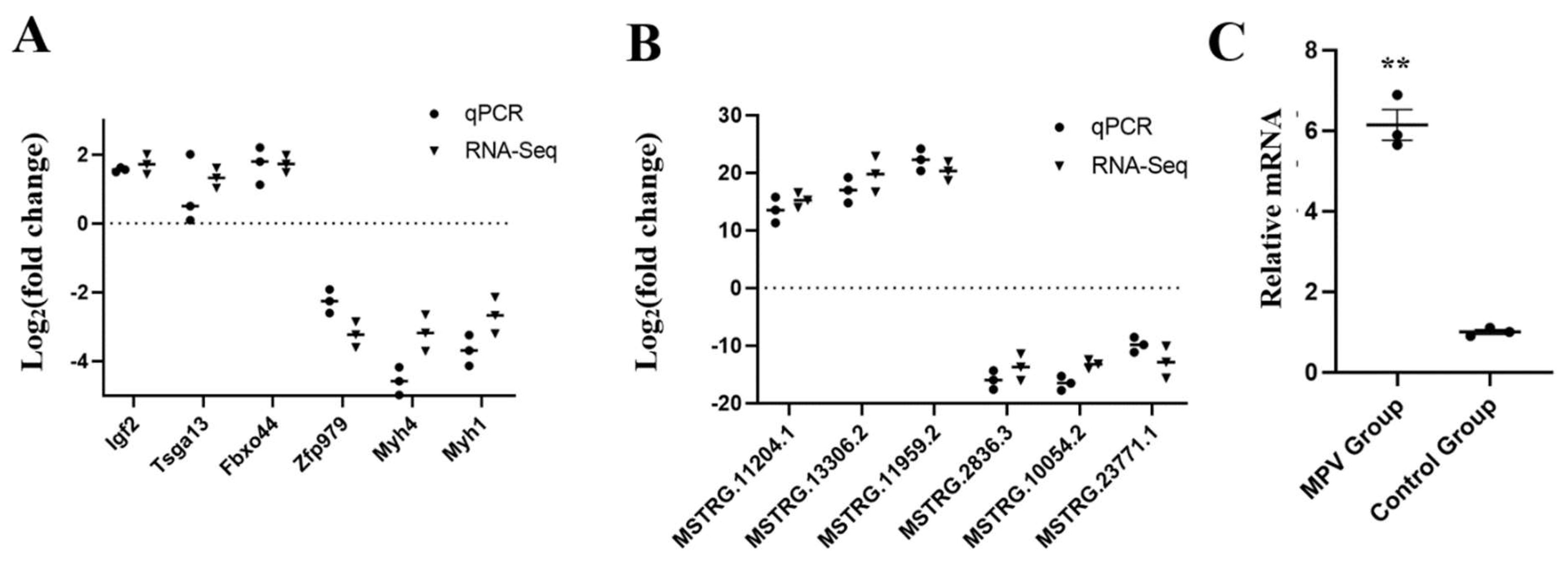 Vaccines | Free Full-Text | Comparative Transcriptome Profiling of mRNA ...