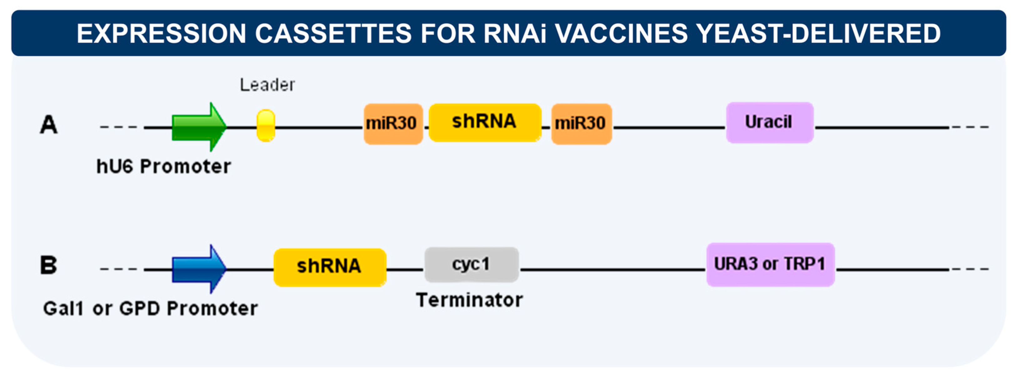 Vaccines Free FullText RNA Vaccines Yeast as a Novel Antigen Vehicle