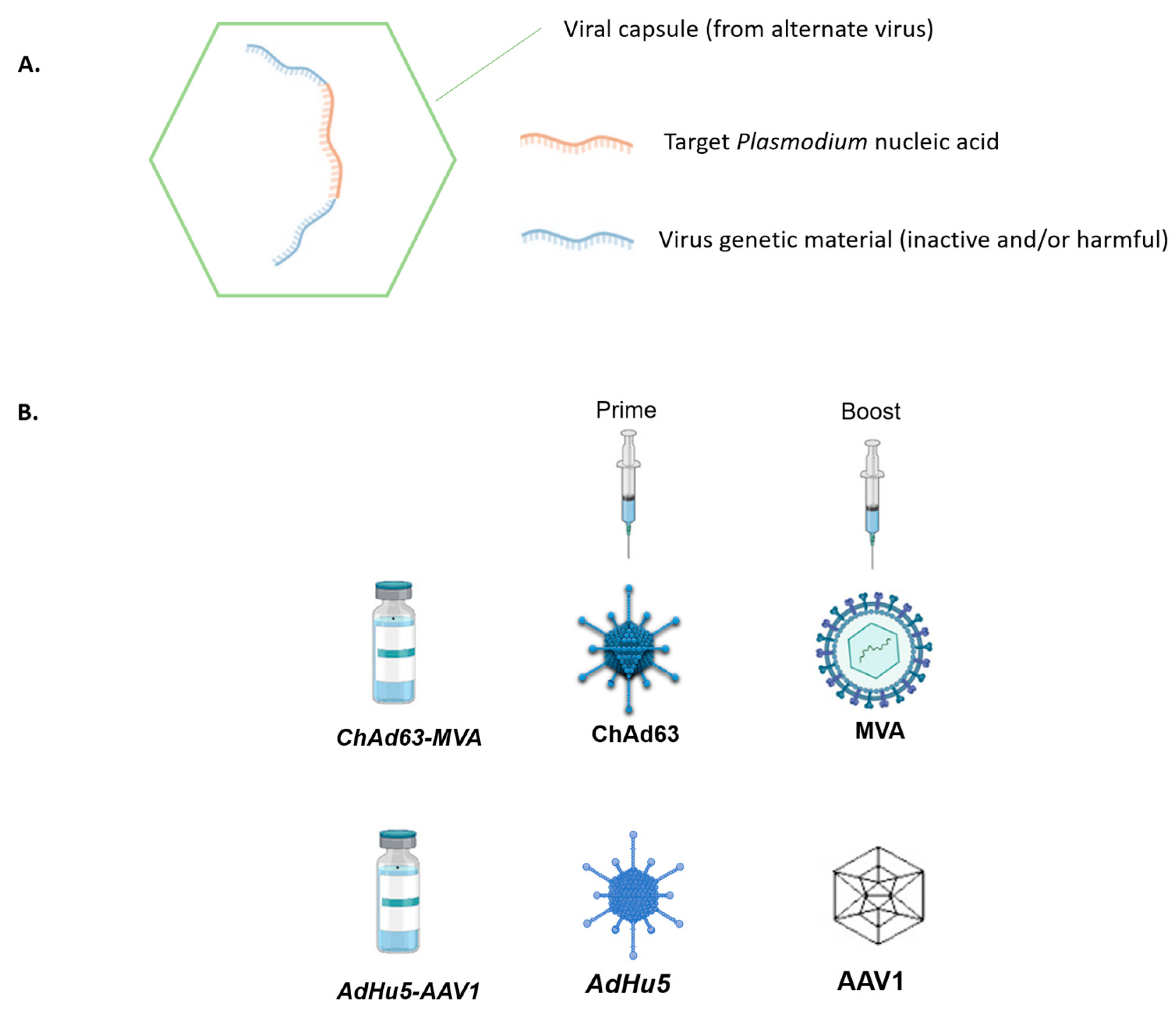 Safety and Immunogenicity of ChAd63 and MVA ME-TRAP in West African  Children and Infants: Molecular Therapy