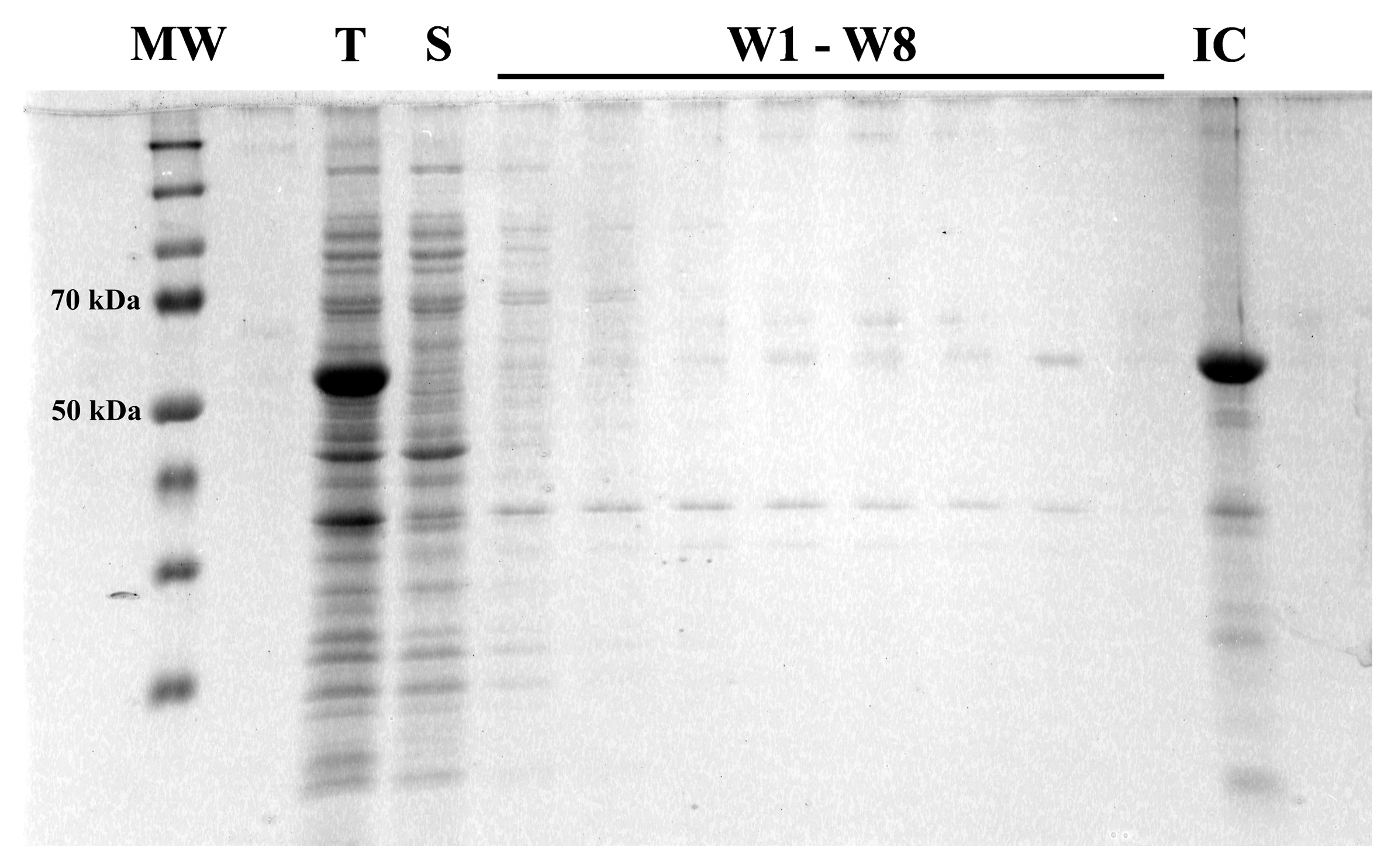 Vaccines 11 01520 g002