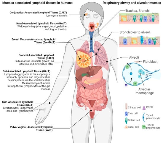 Vaccines | Free Full-Text | Next Generation Mucosal Vaccine