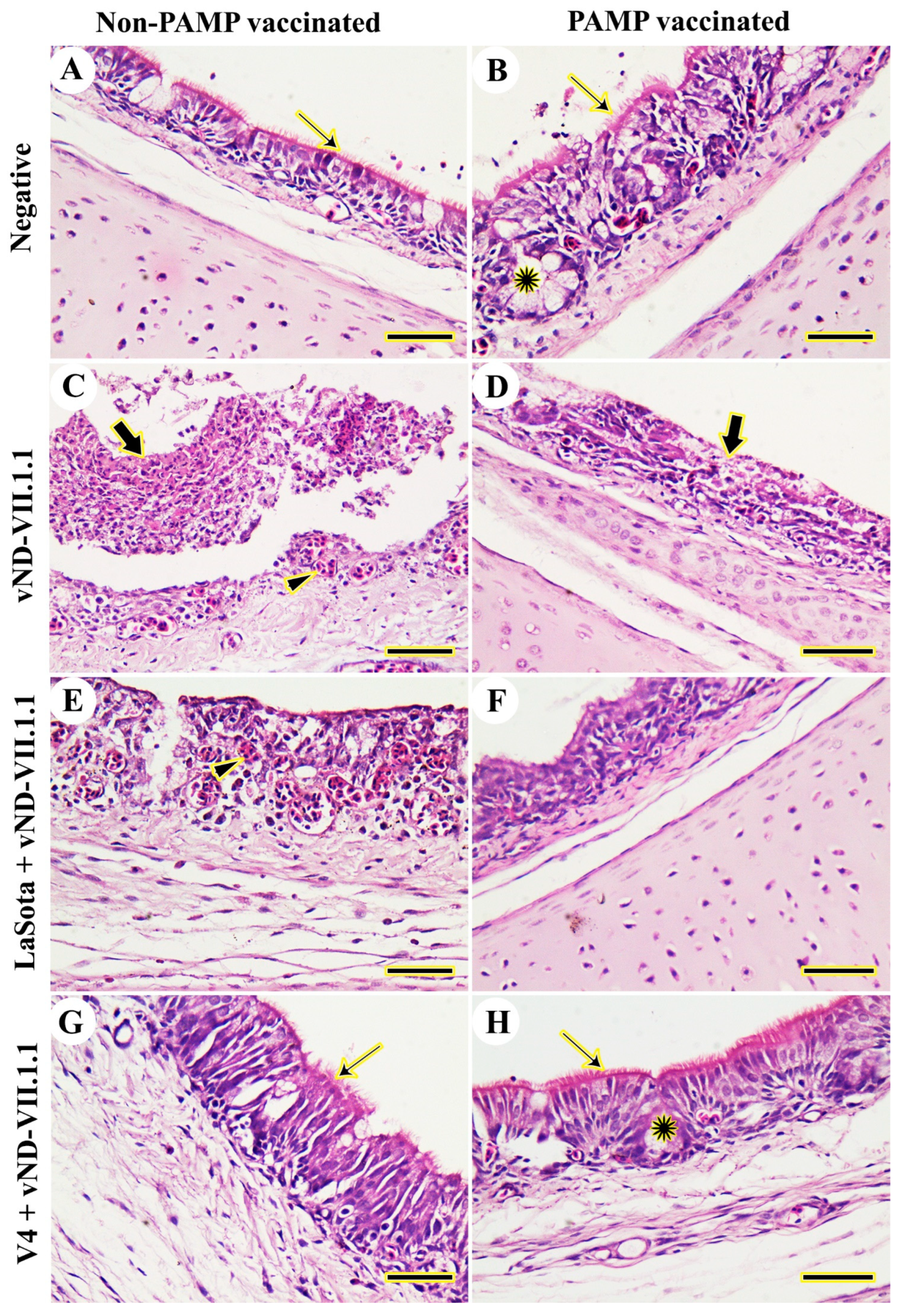 Vaccines 11 01638 g002