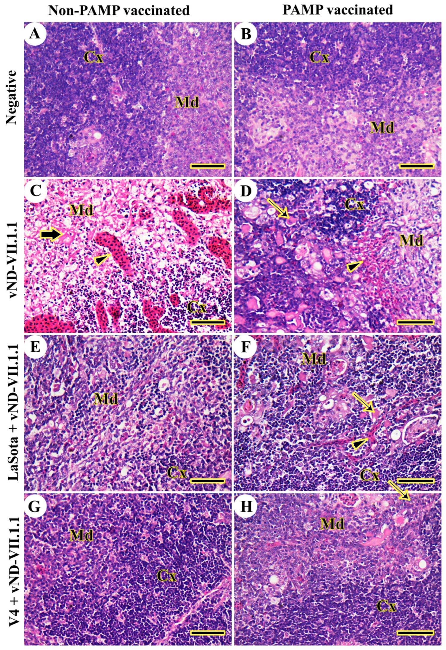 Vaccines 11 01638 g004