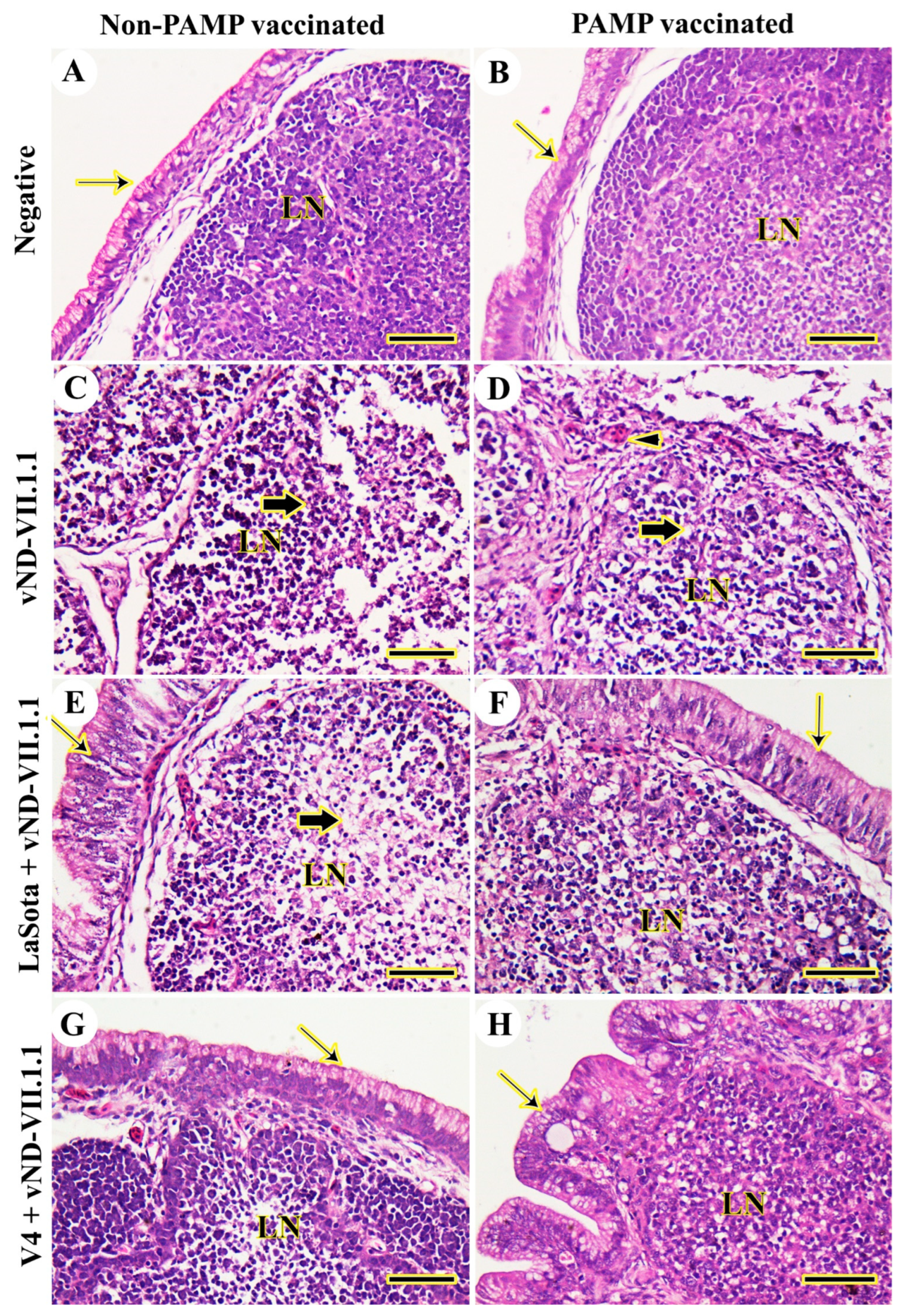 Vaccines 11 01638 g006