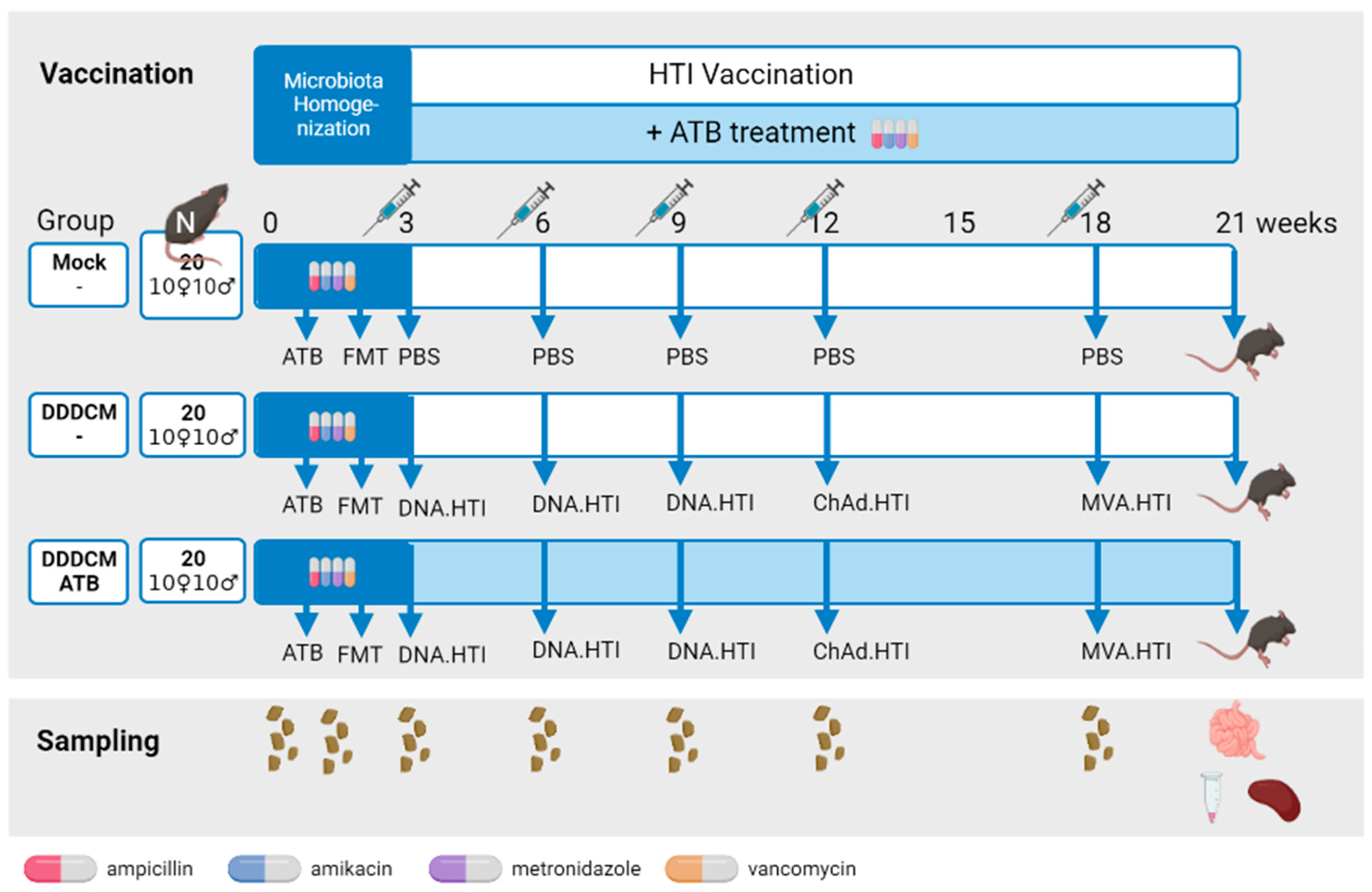 Vaccines | Free Full-Text | Vaccination with an HIV T-Cell Immunogen (HTI)  Using DNA Primes Followed by a ChAdOx1-MVA Boost Is Immunogenic in Gut  Microbiota-Depleted Mice despite Low IL-22 Serum Levels