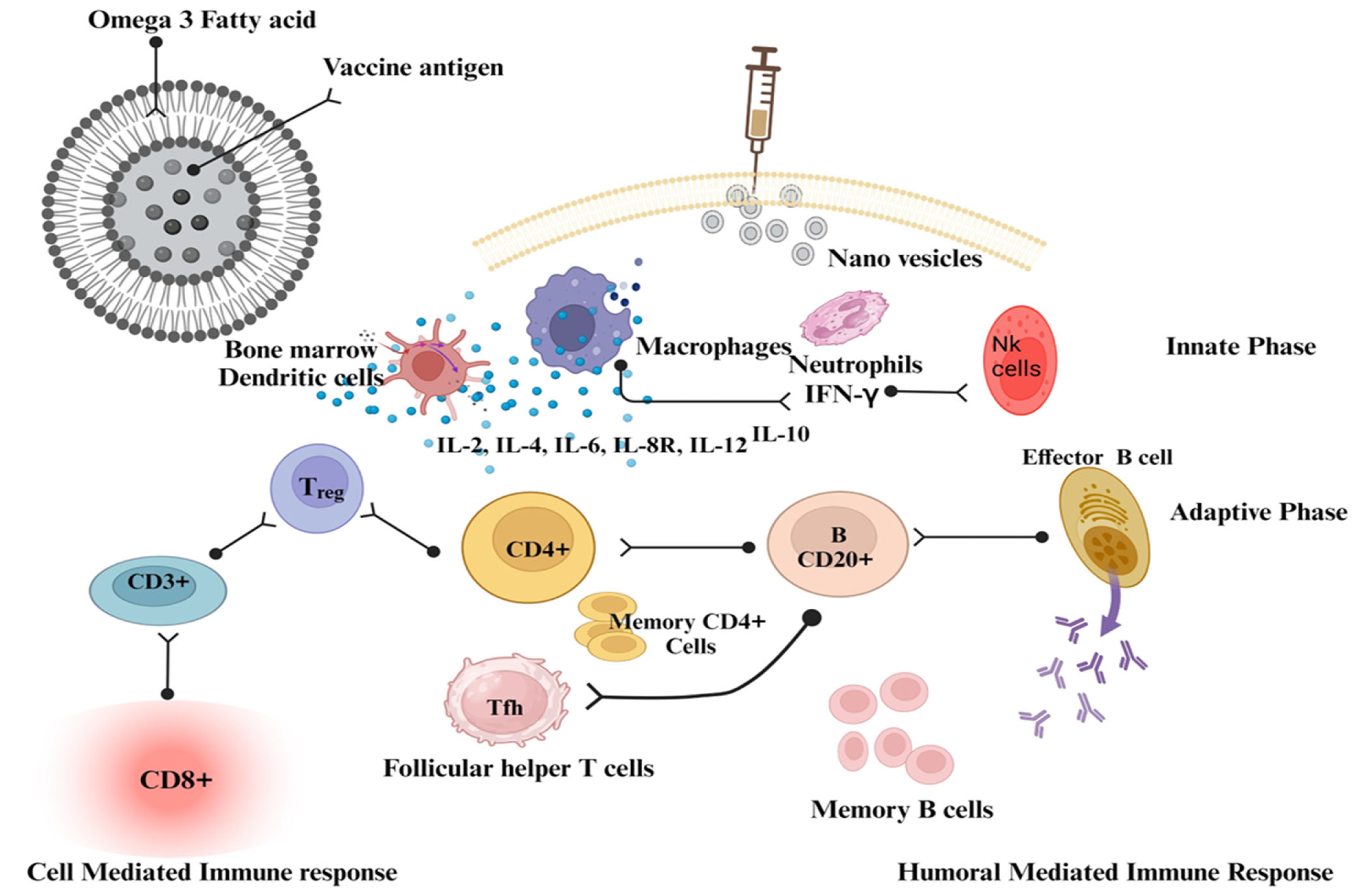 Vaccines | Free Full-Text | Advancements in Vaccine Adjuvants: The