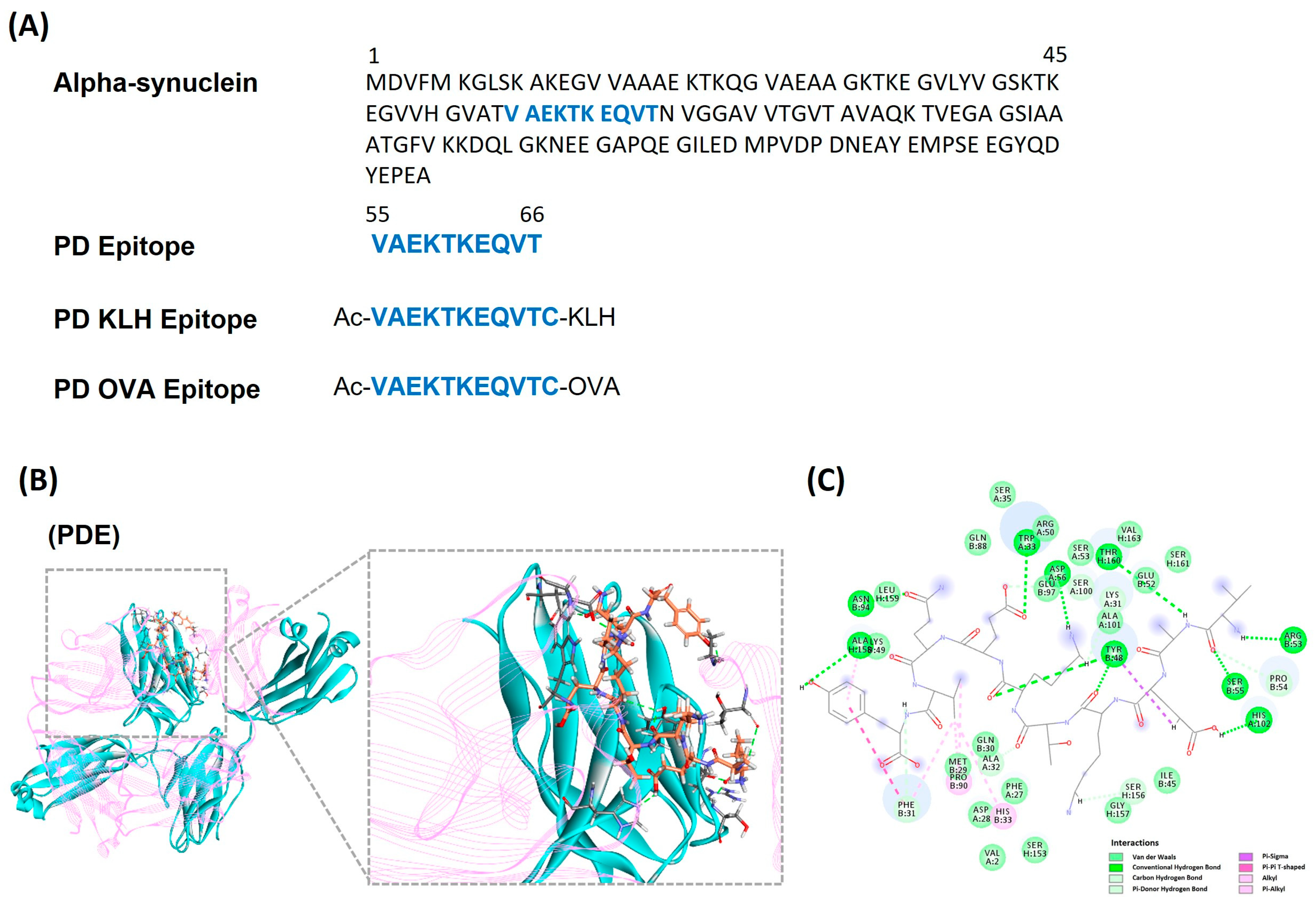 MVLs. (A and B) The structure (A) and molecular modeling (B) of