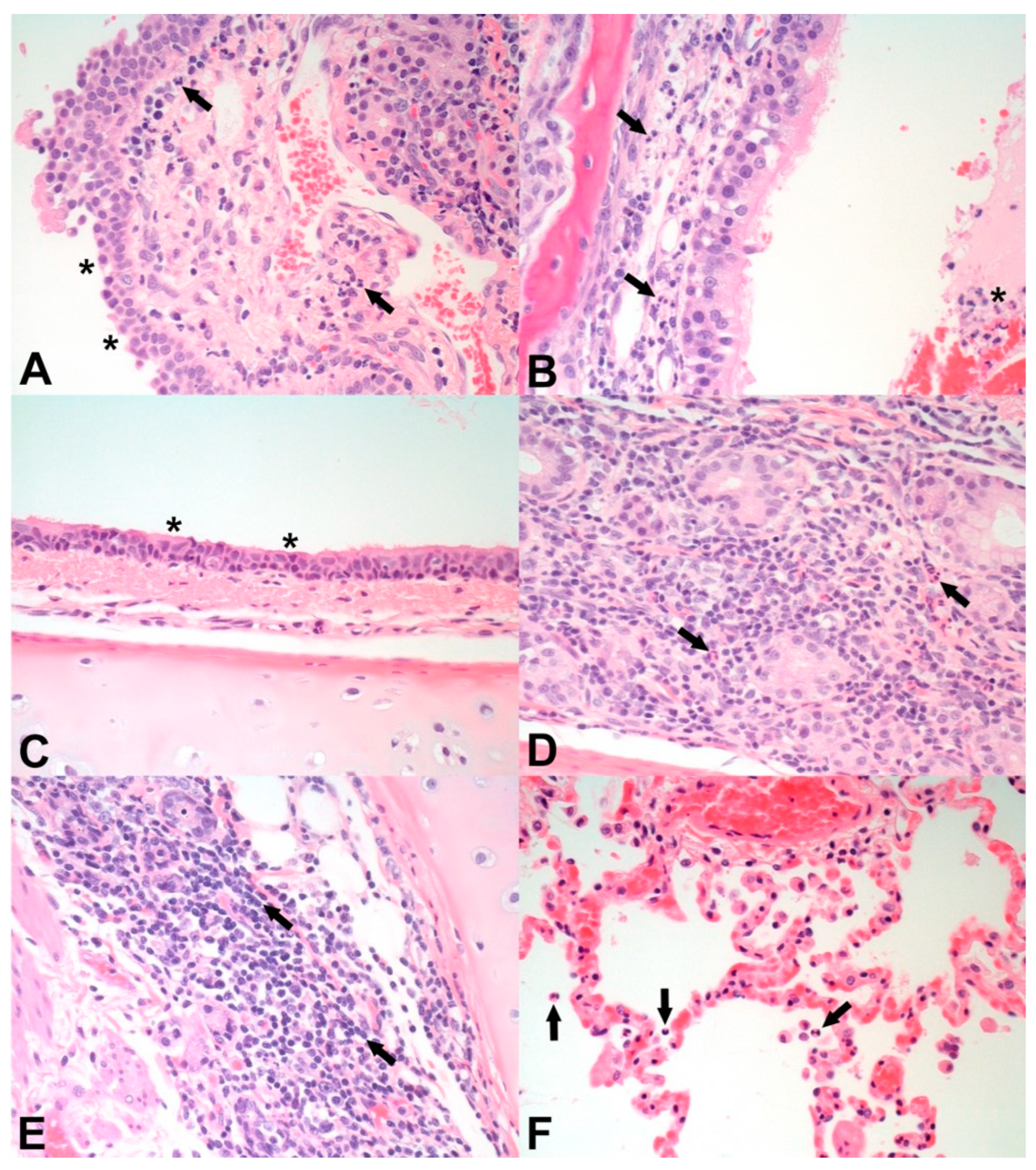 Vaccines 11 01831 g001