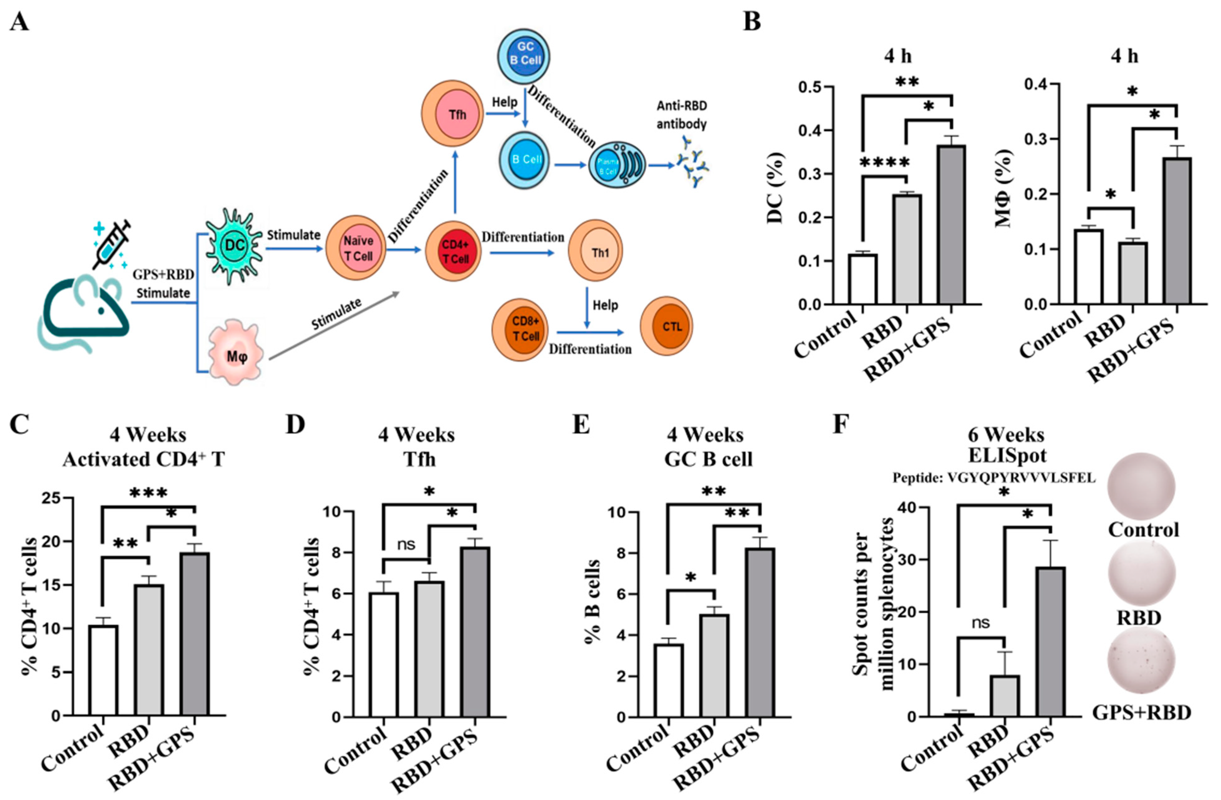 Vaccines 11 01833 g001