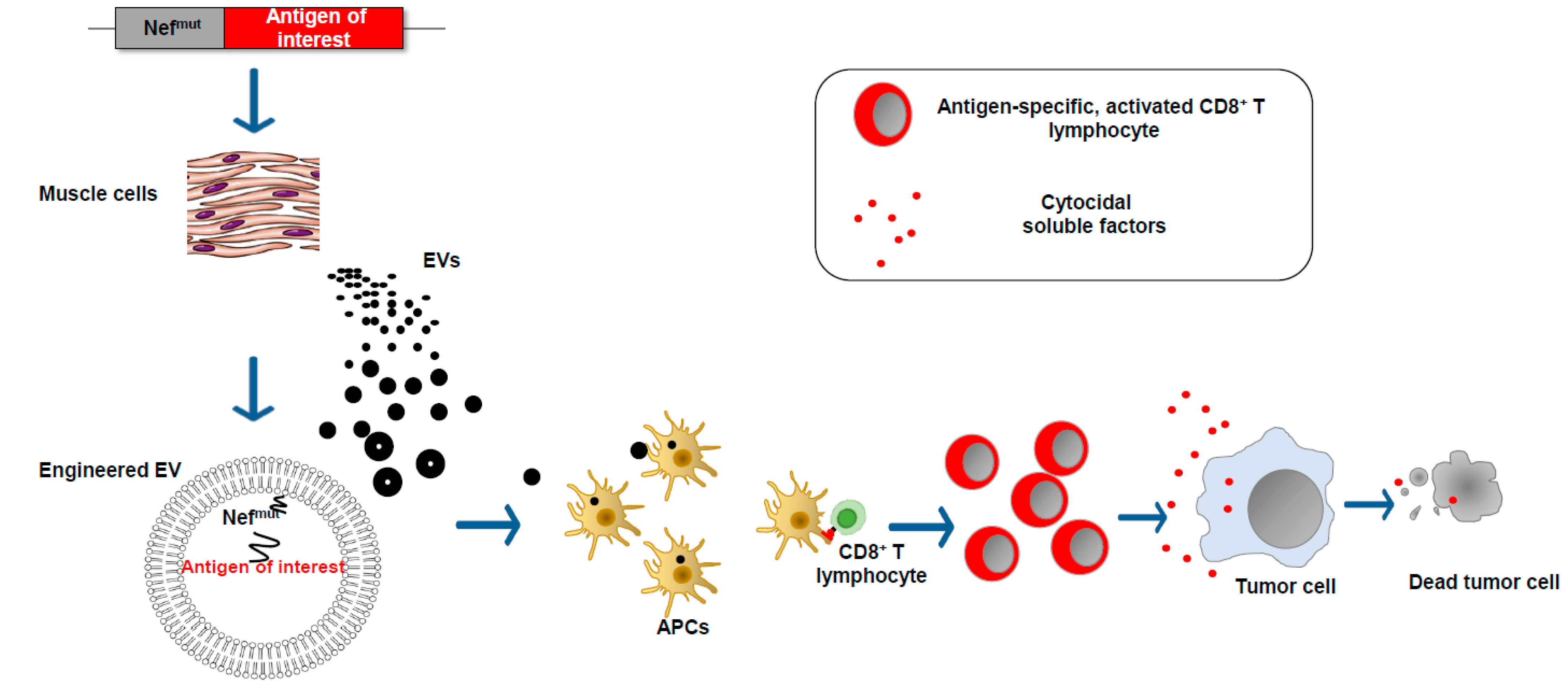 Vaccines 11 01847 g004