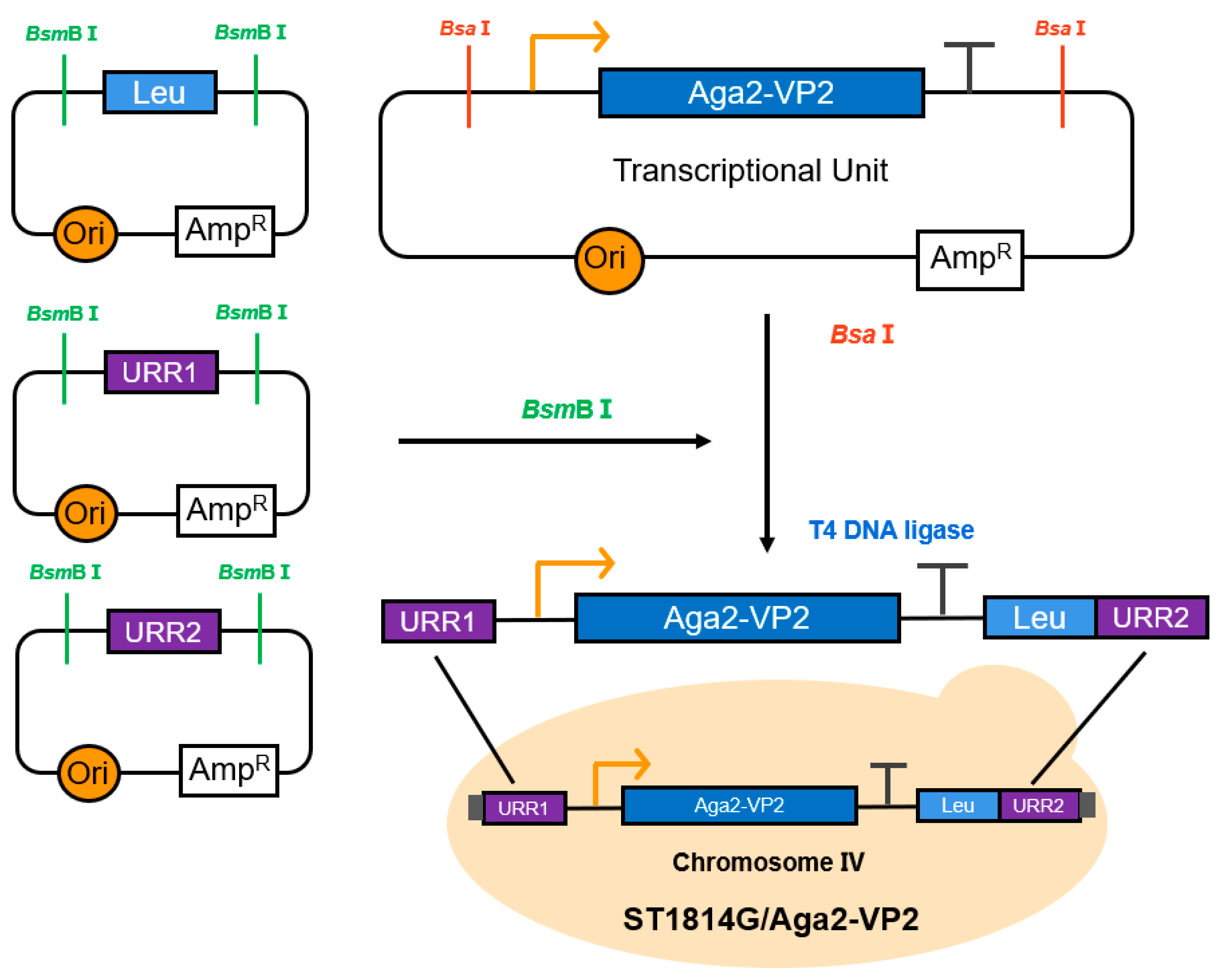 Vaccines 11 01849 g001
