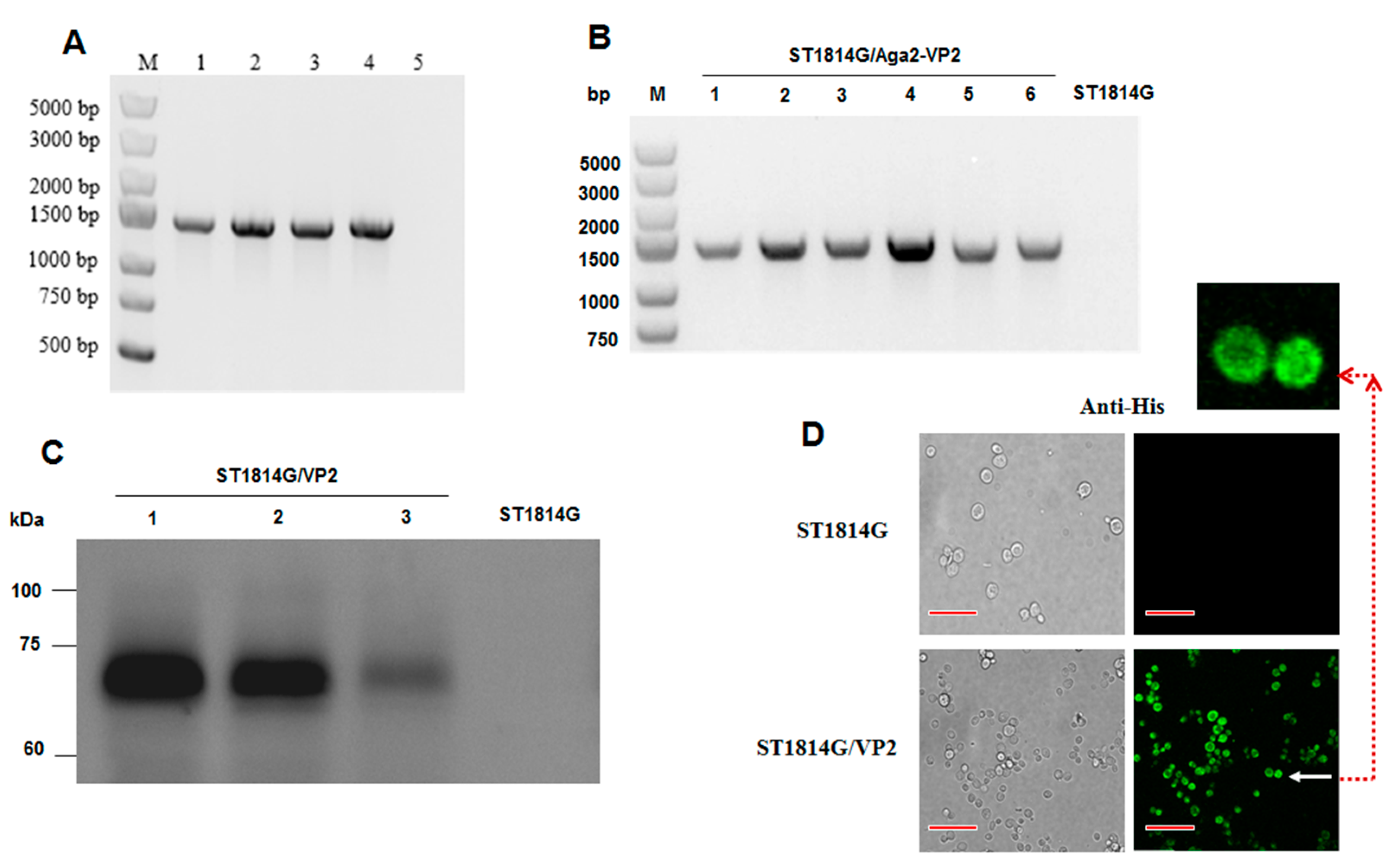 Vaccines 11 01849 g002