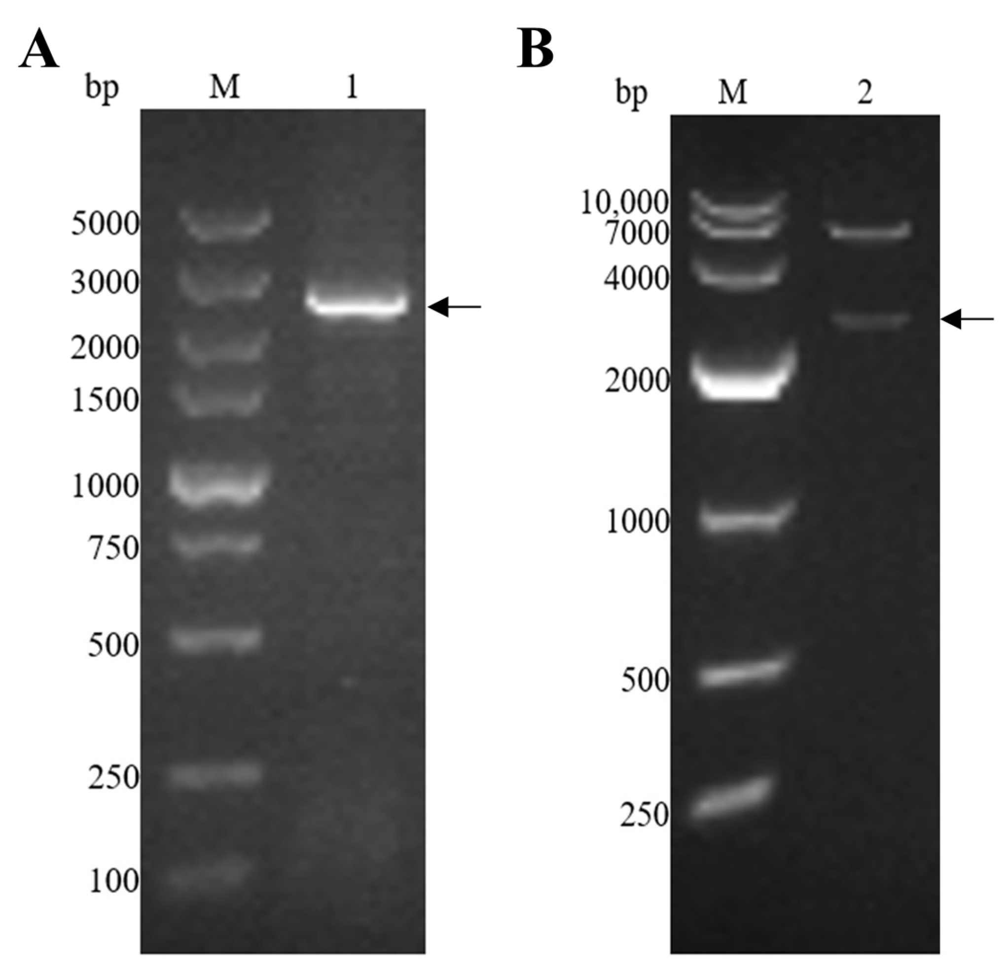 Vaccines 12 00018 g002
