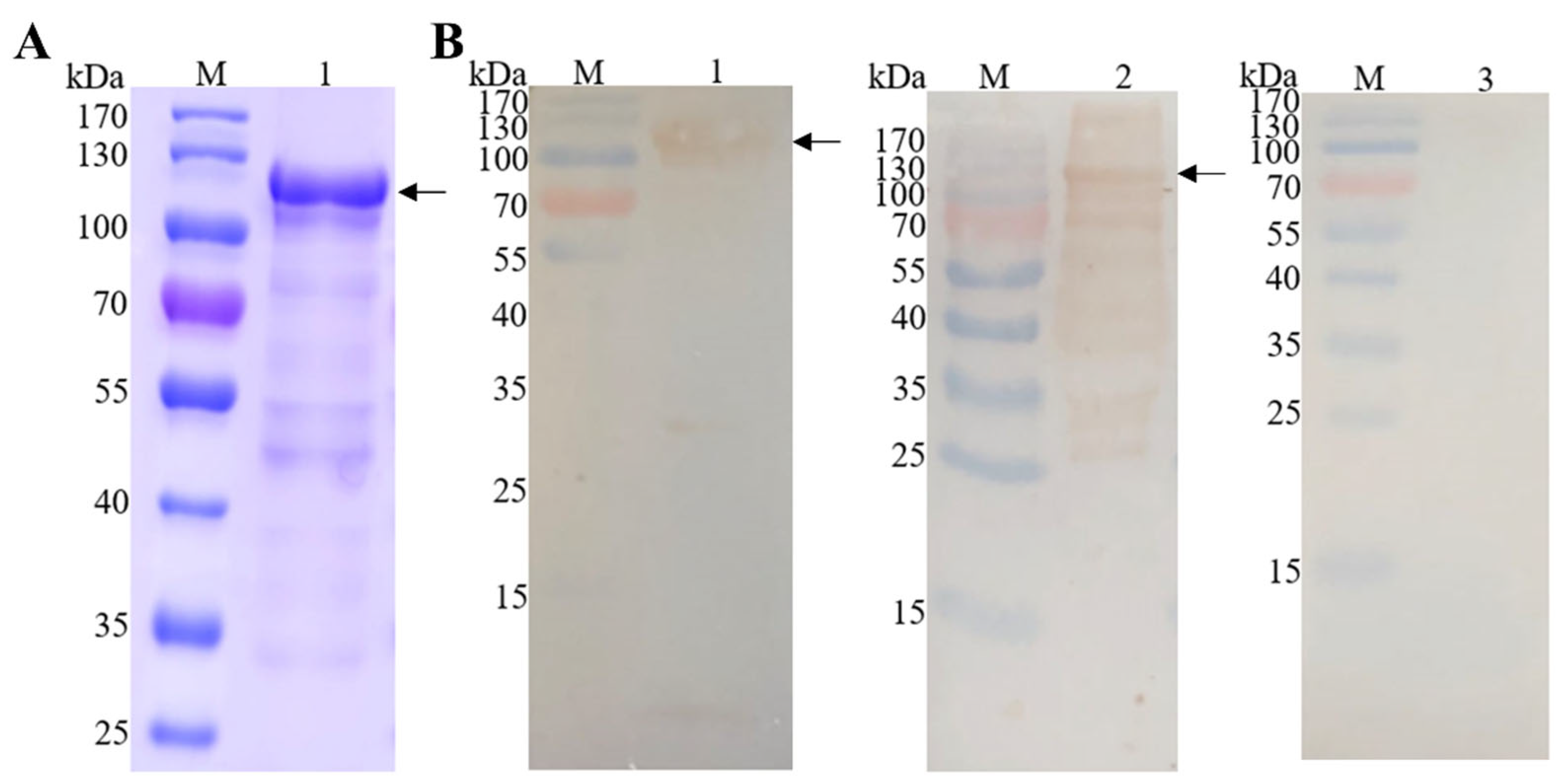 Vaccines 12 00018 g003