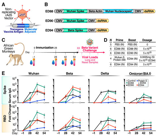 Beta-containing COVID-19 booster vaccine found to cross-neutralize variants  in non-human primates