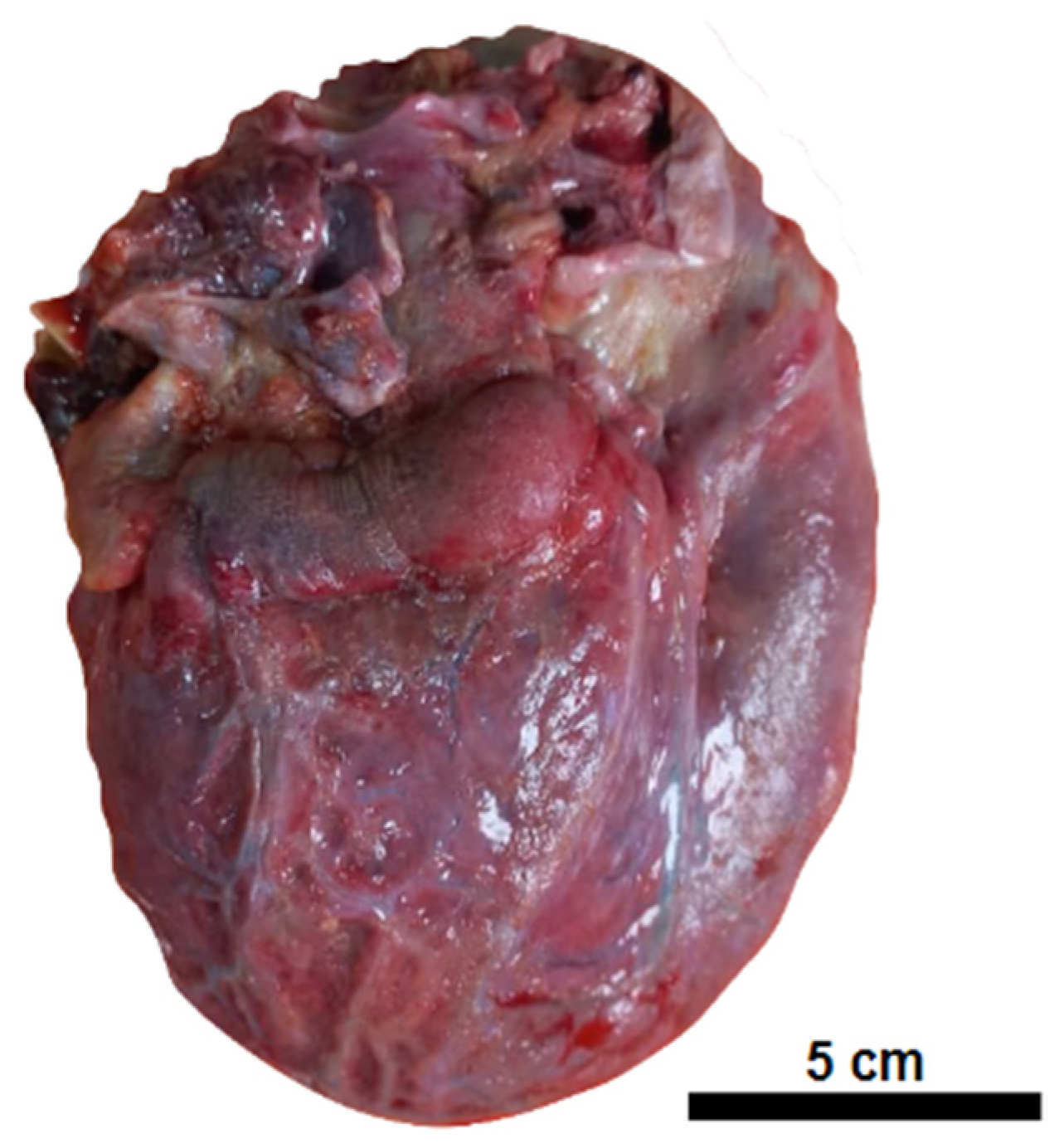 Vaccines 12 00194 g001