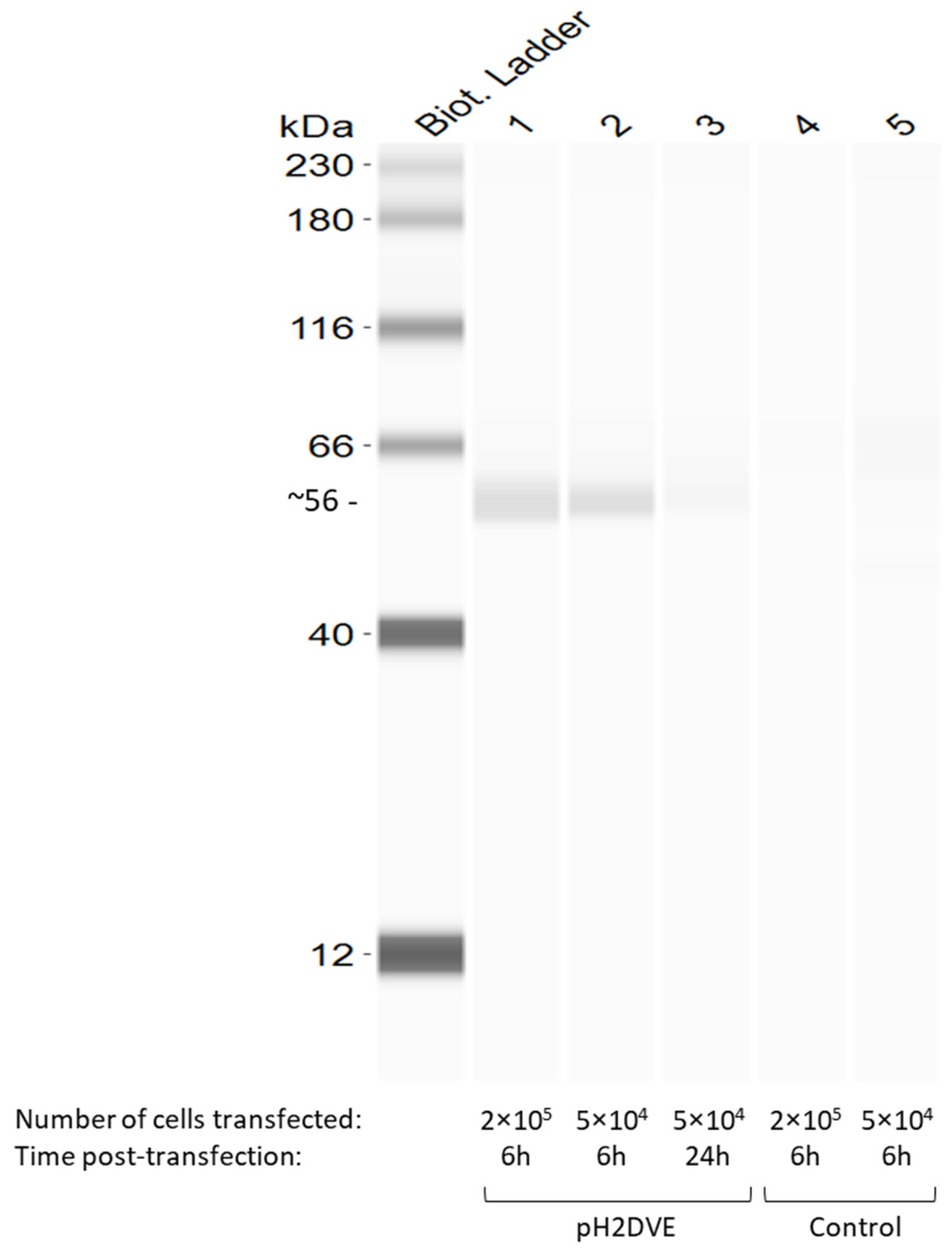 Vaccines 12 00316 g004 Vaccines 12 00316 g004