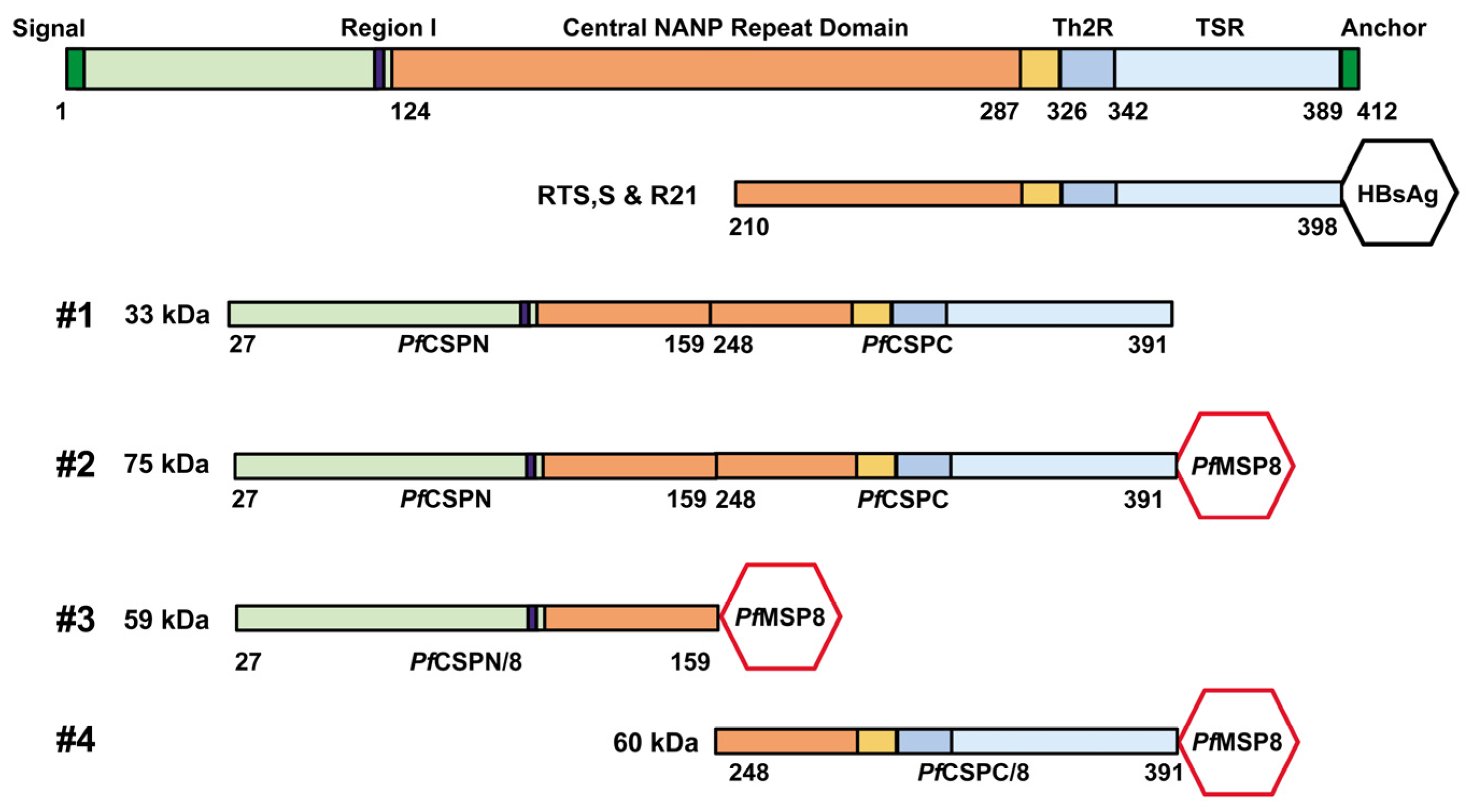 Vaccines 12 00351 g001