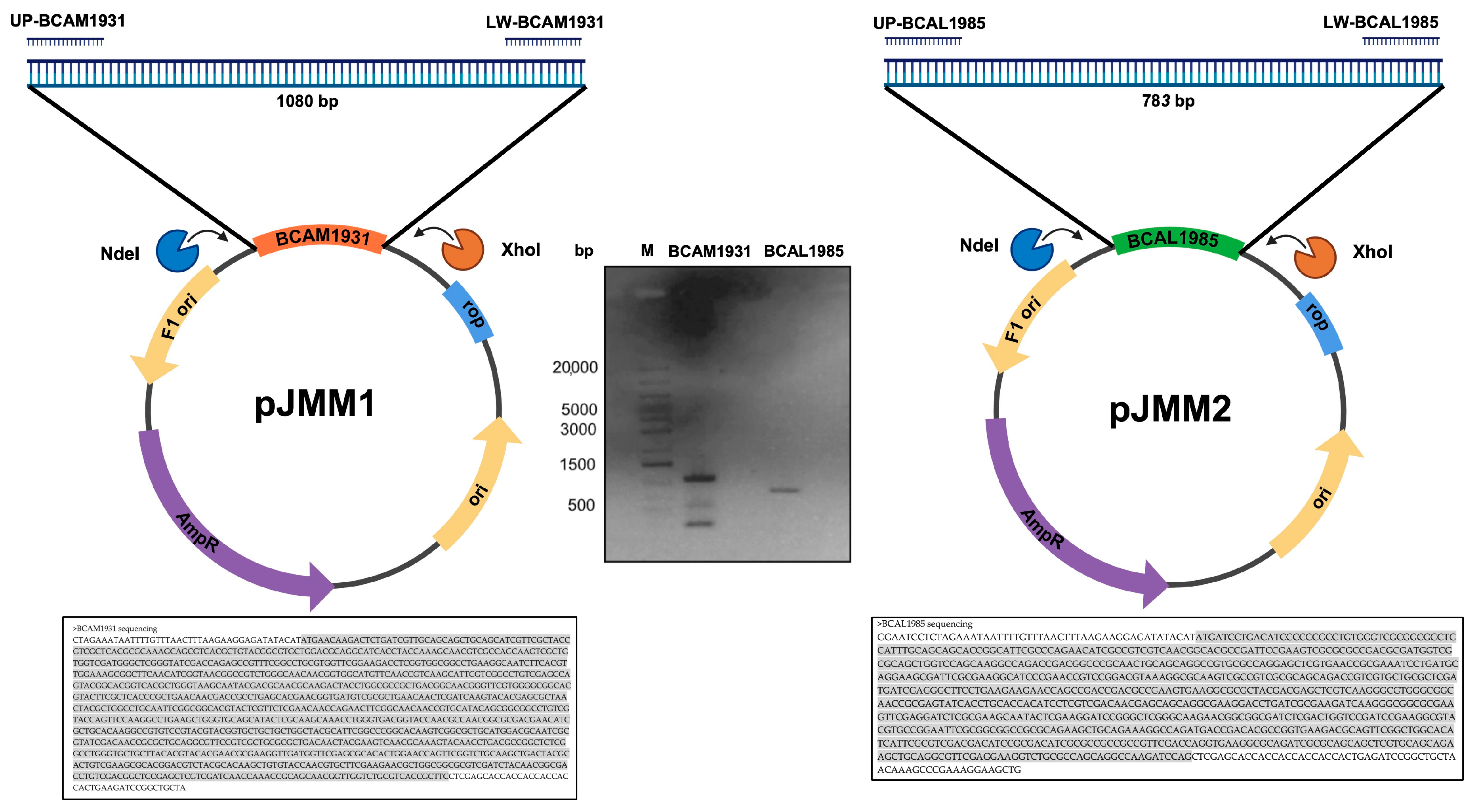 Vaccines 12 00398 g001 Vaccines 12 00398 g001