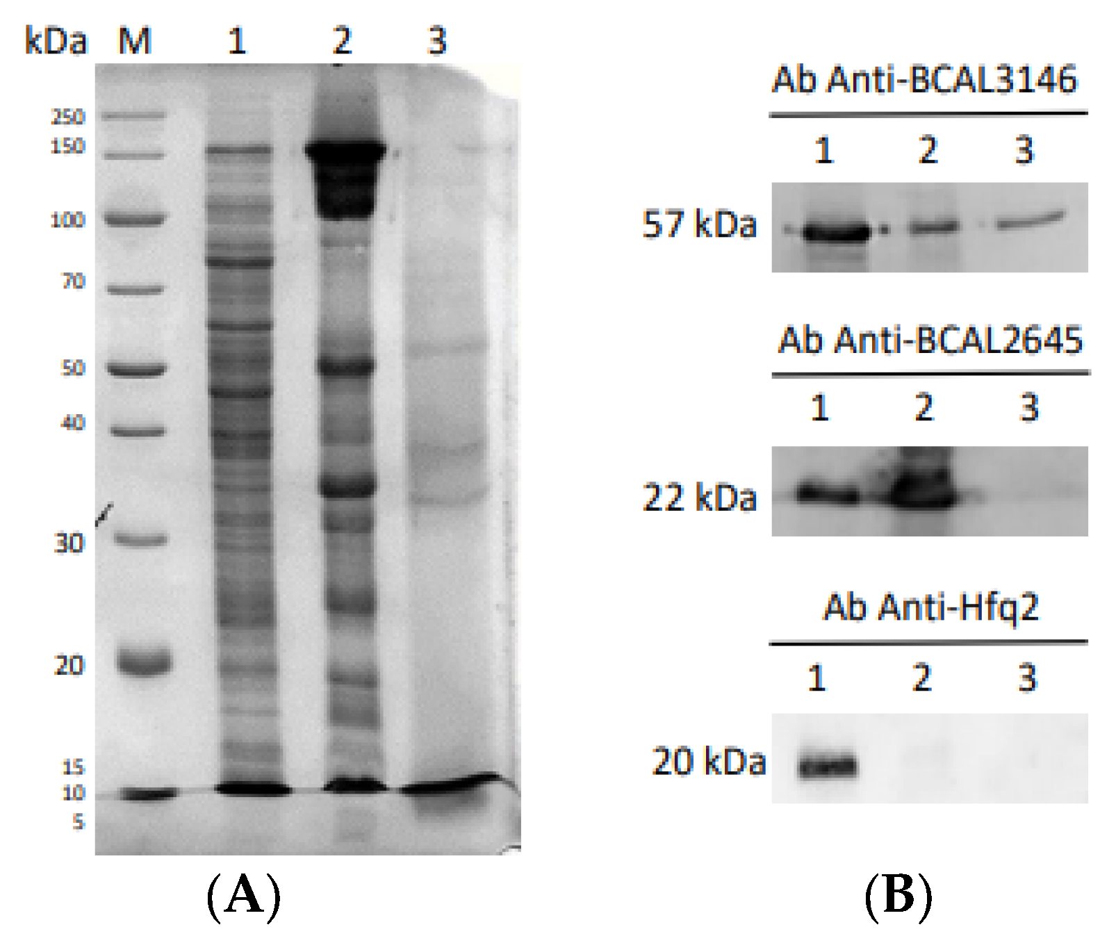 Vaccines 12 00398 g003 Vaccines 12 00398 g003