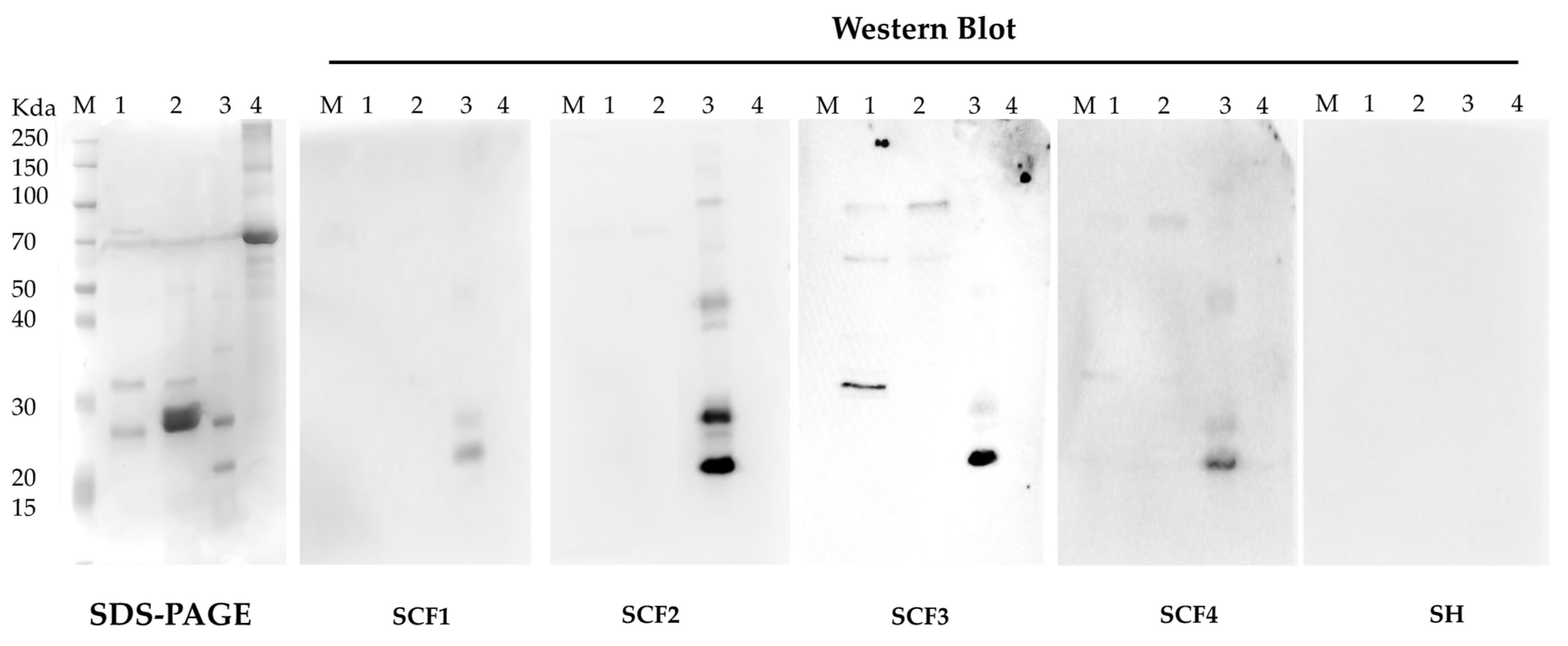 Vaccines 12 00398 g005 Vaccines 12 00398 g005