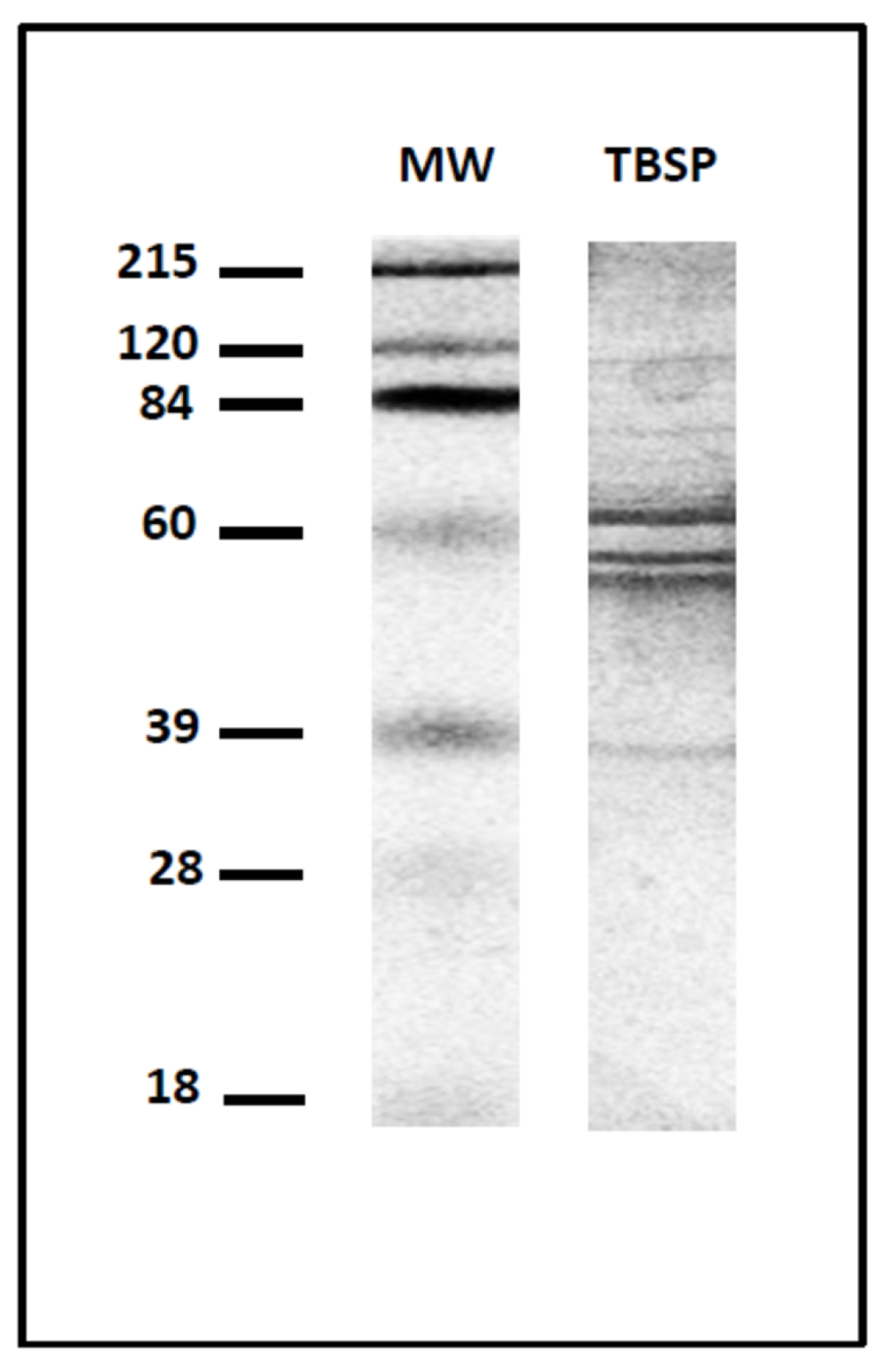 Vaccines 12 00437 g001 Vaccines 12 00437 g001