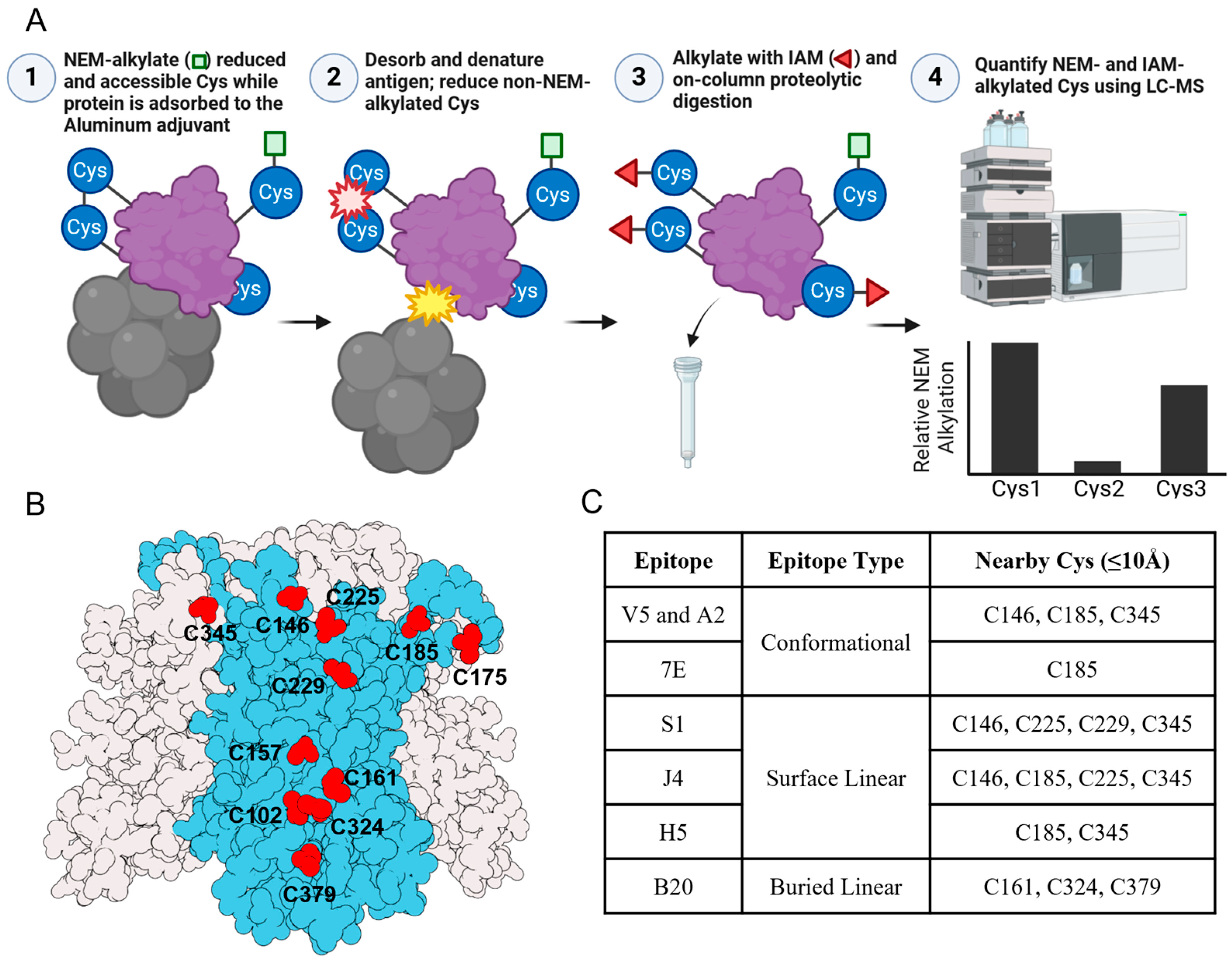 Vaccines 12 00580 g005
