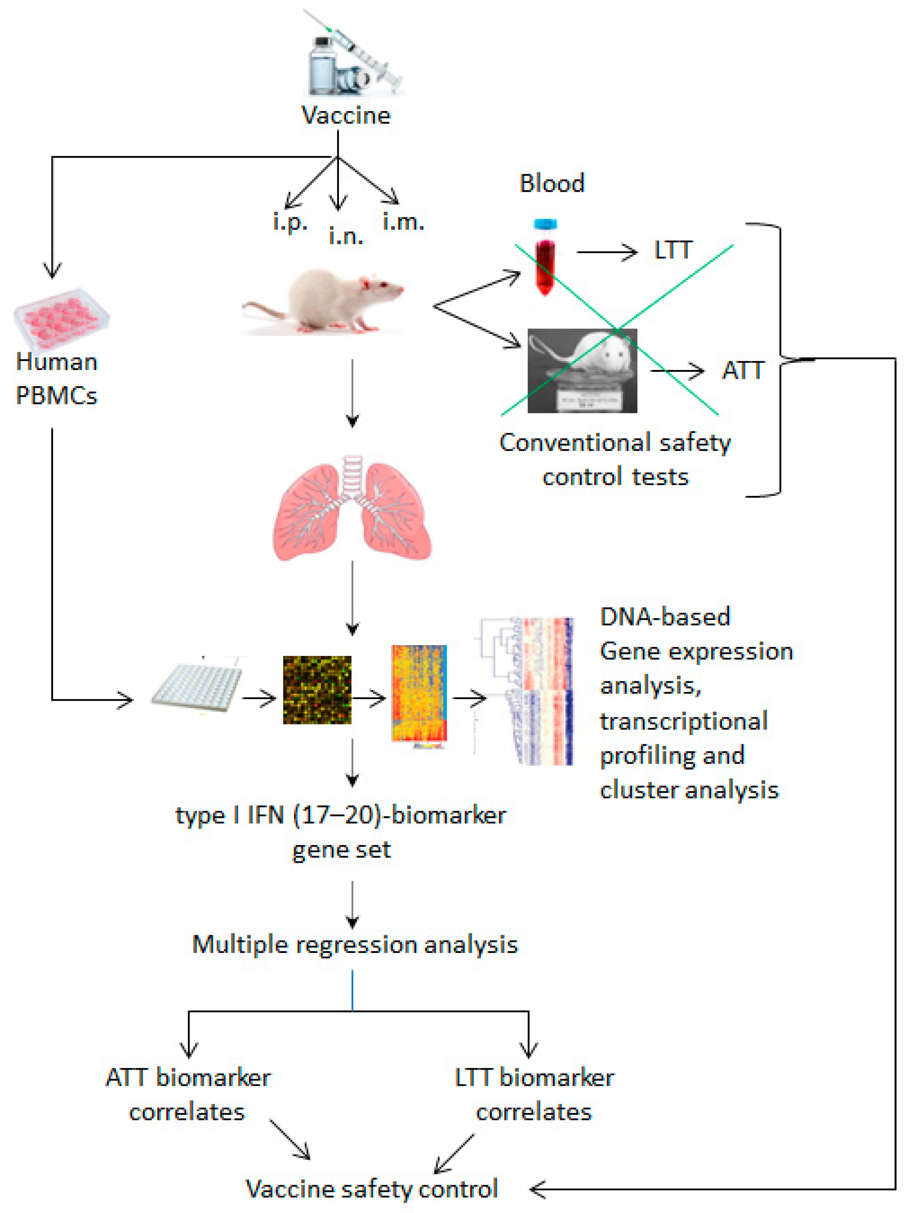 Vaccines 12 00583 g004