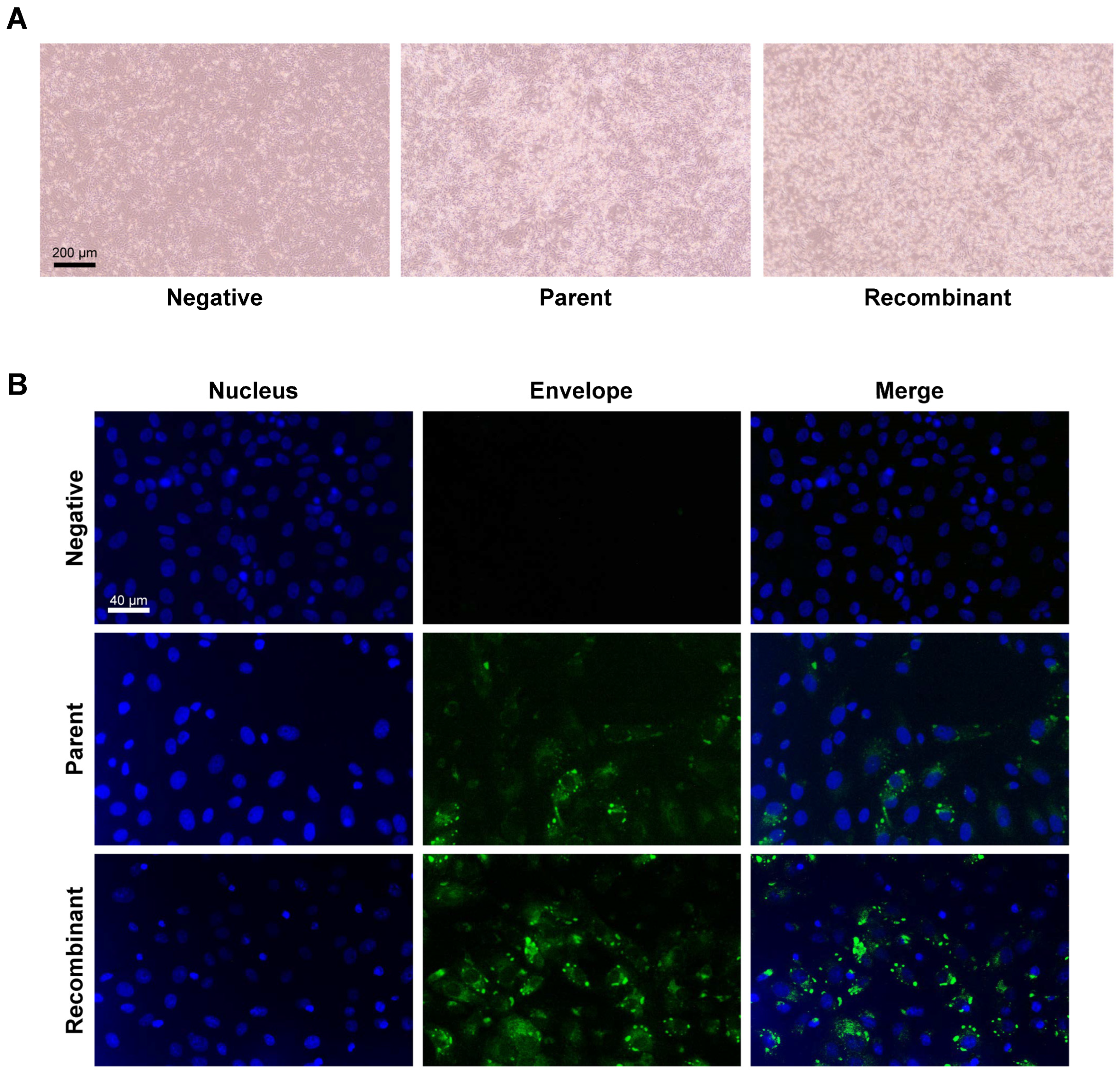 Vaccines 12 00597 g002