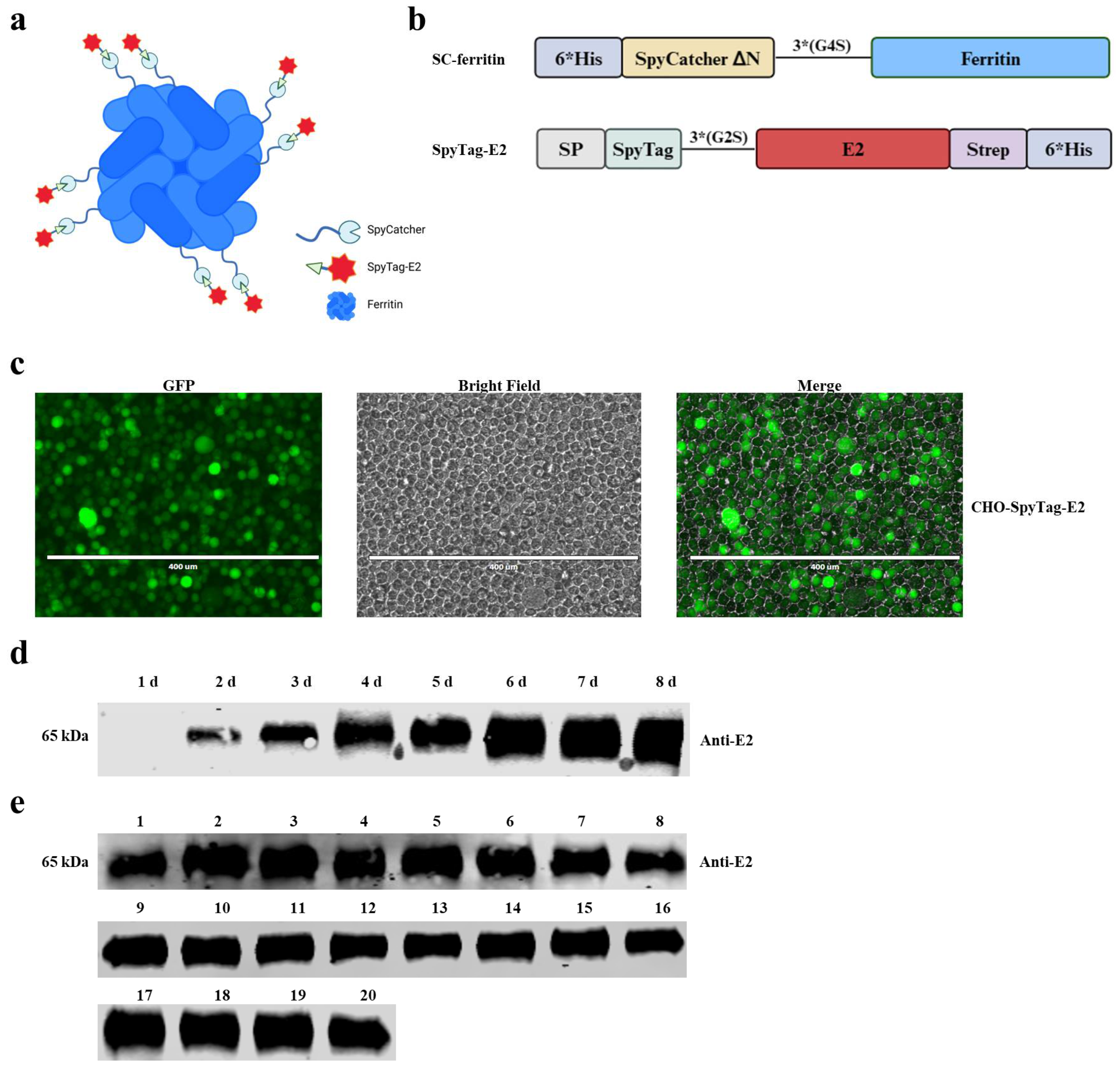 Vaccines 12 00629 g001