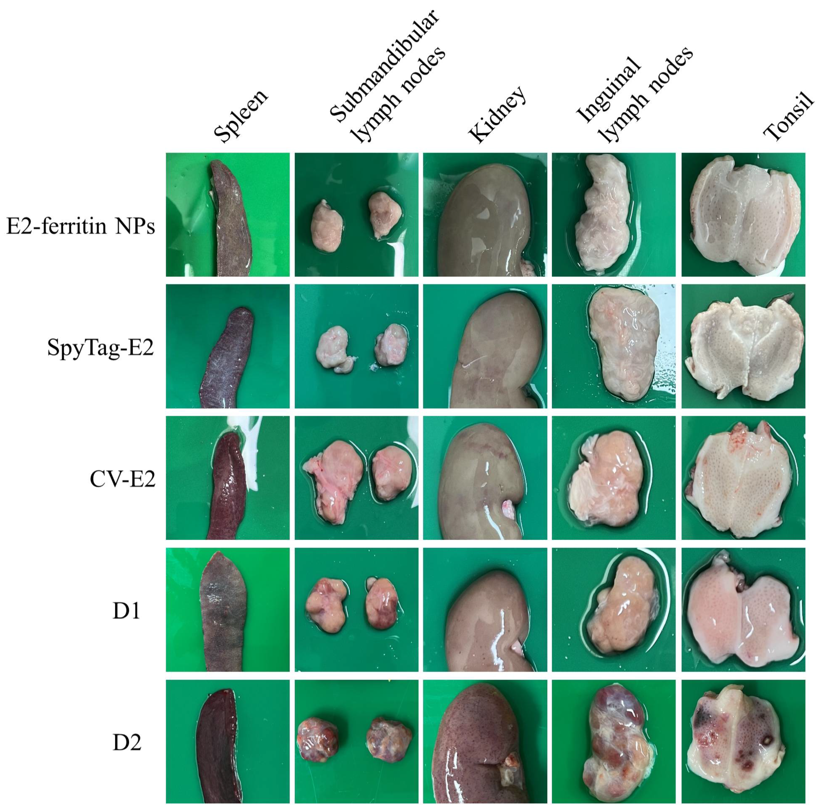 Vaccines 12 00629 g006