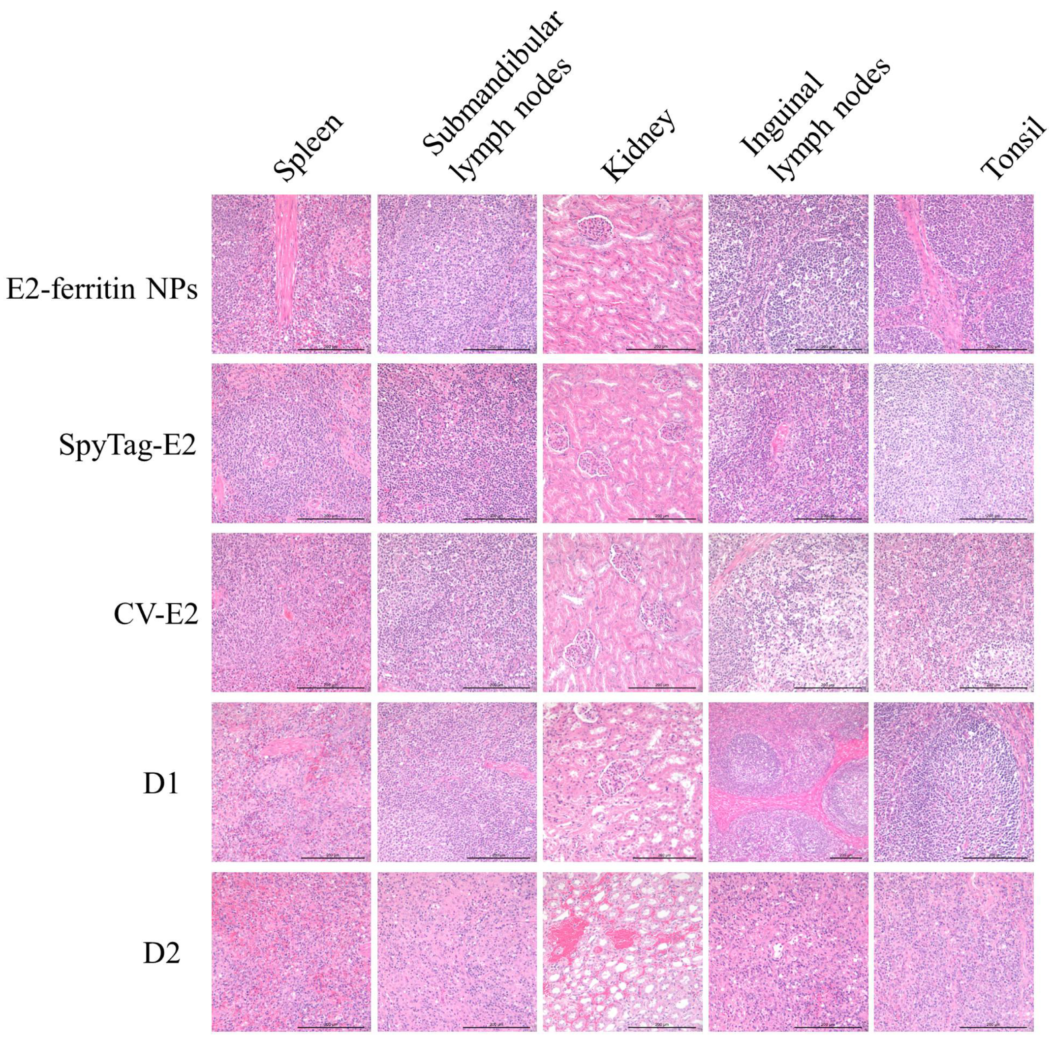 Vaccines 12 00629 g007