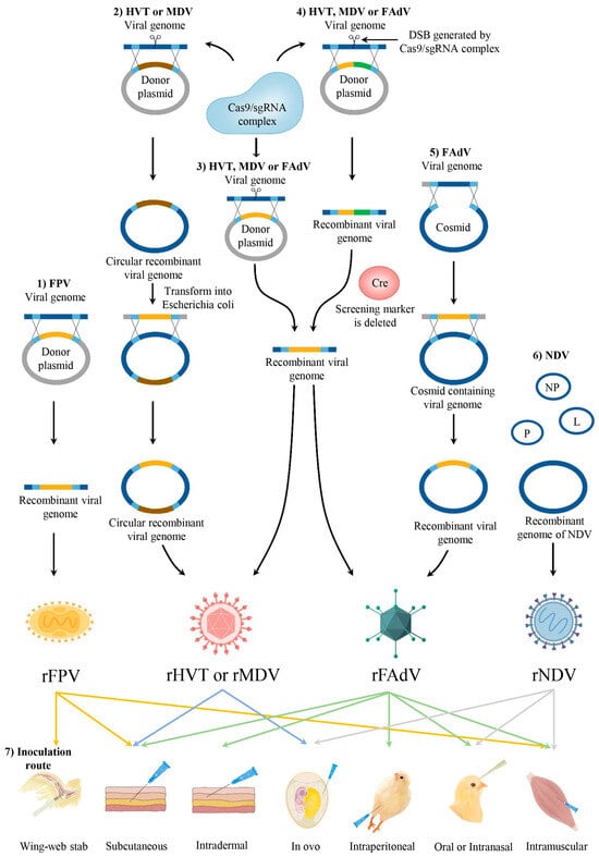 Vaccines | Free Full-Text | Current Status of Poultry Recombinant Virus ...