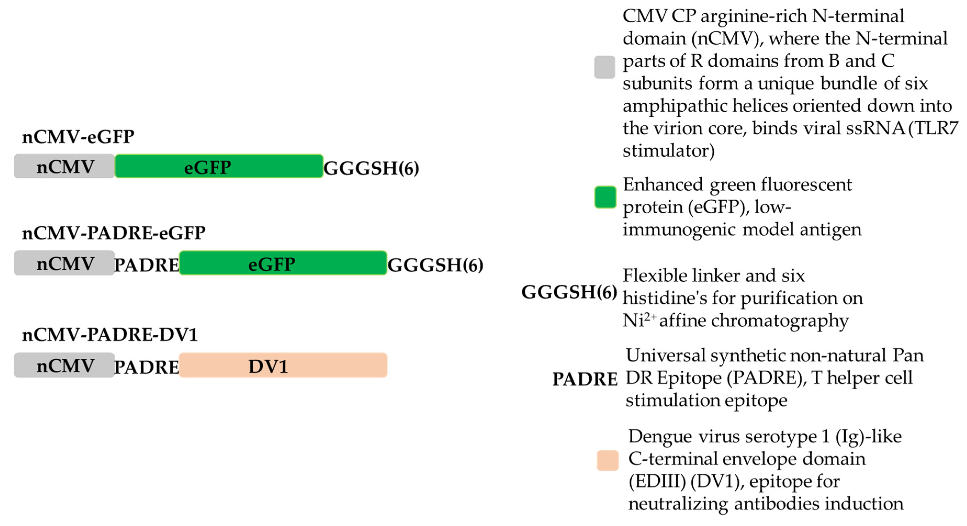 Vaccines 12 00661 g001