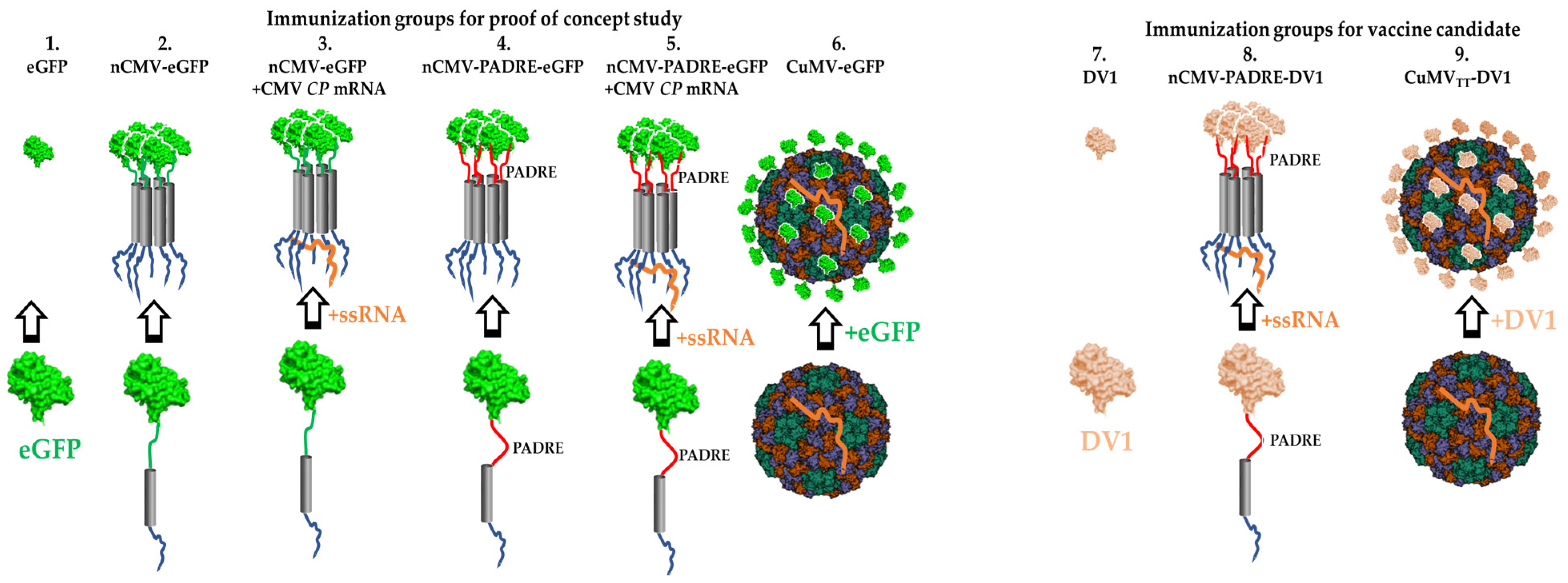 Vaccines 12 00661 g002