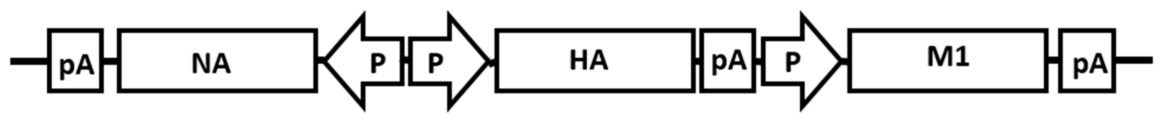 Vaccines 12 00667 g001