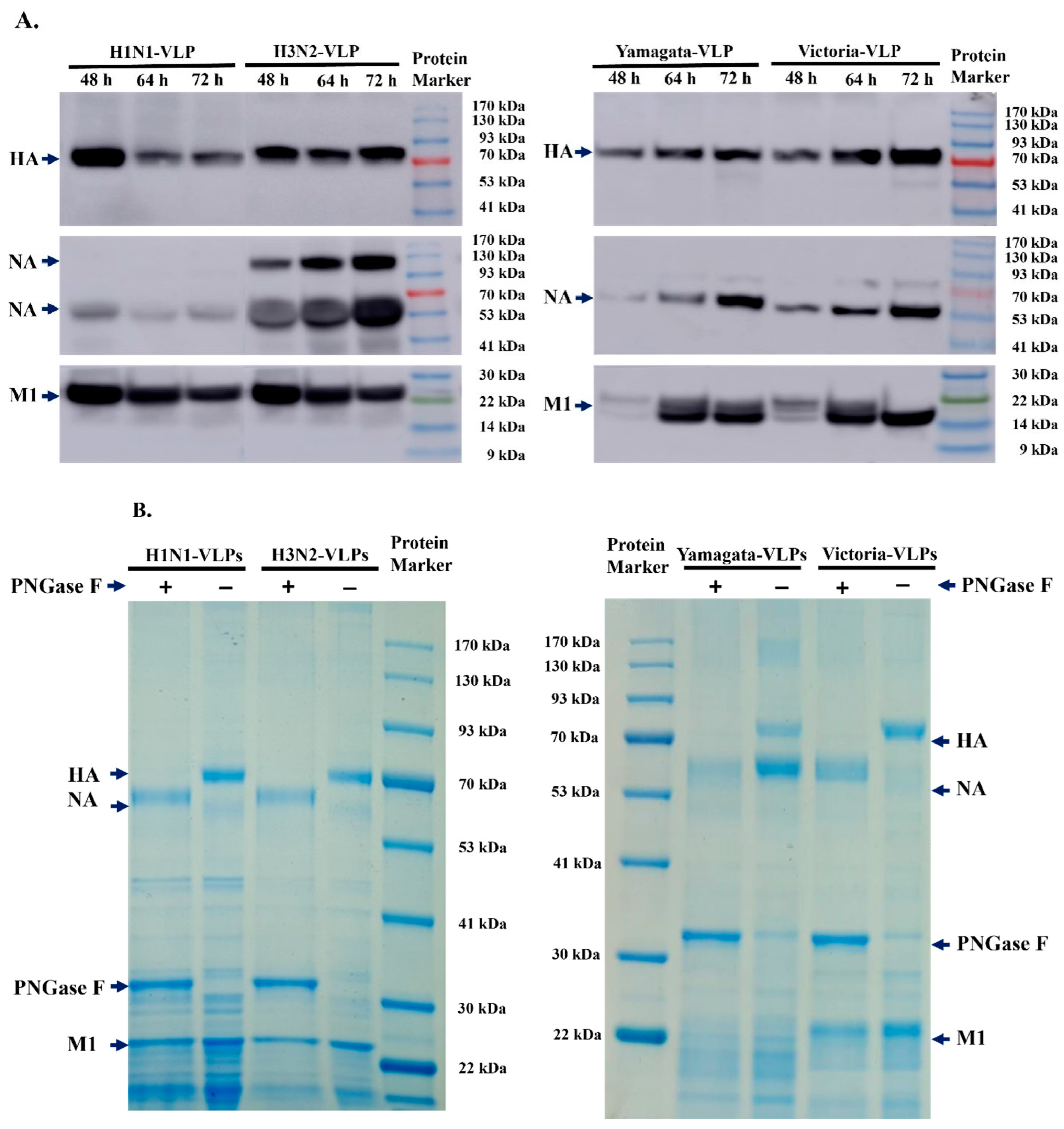 Vaccines 12 00667 g004