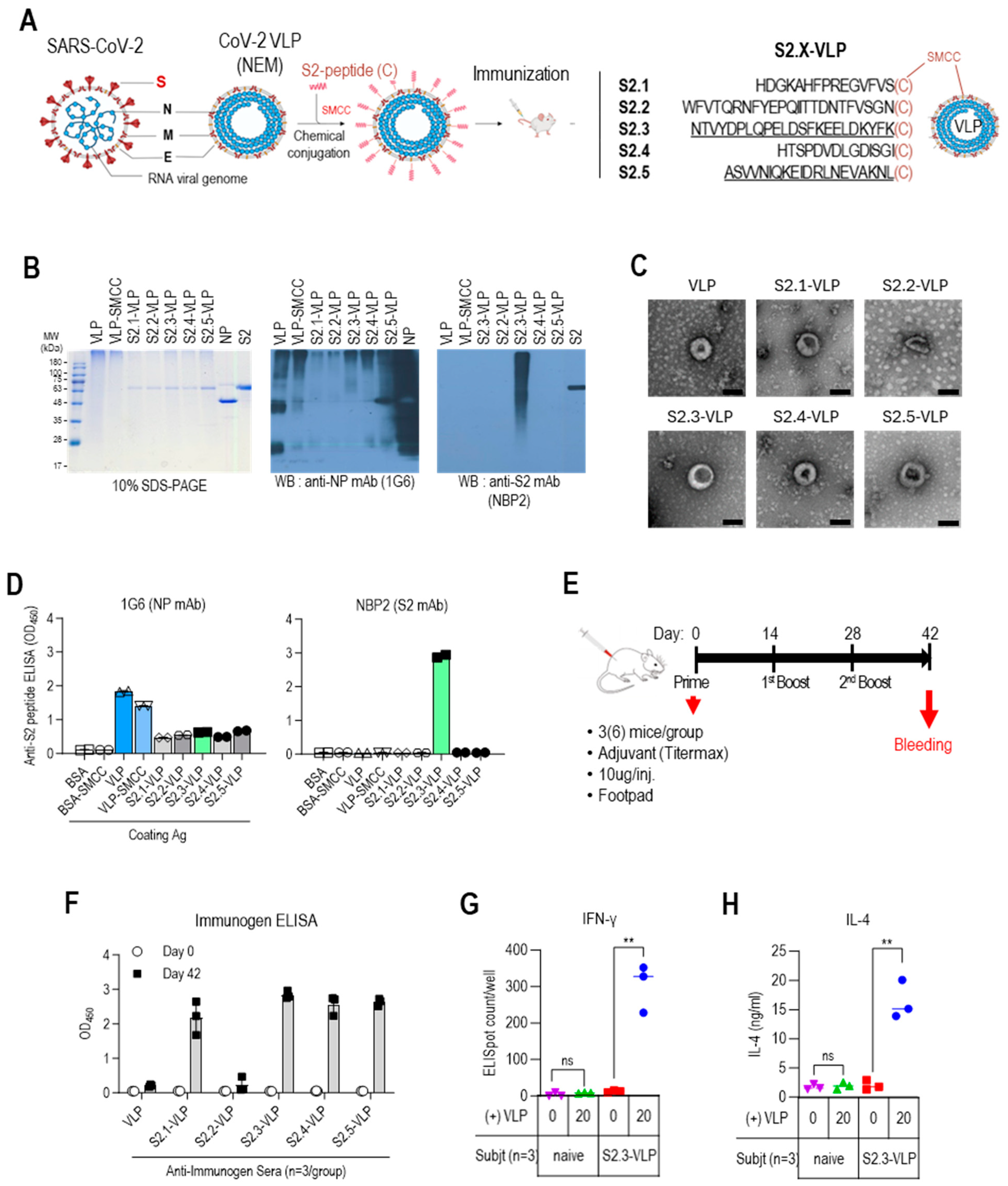 Vaccines 12 00676 g002