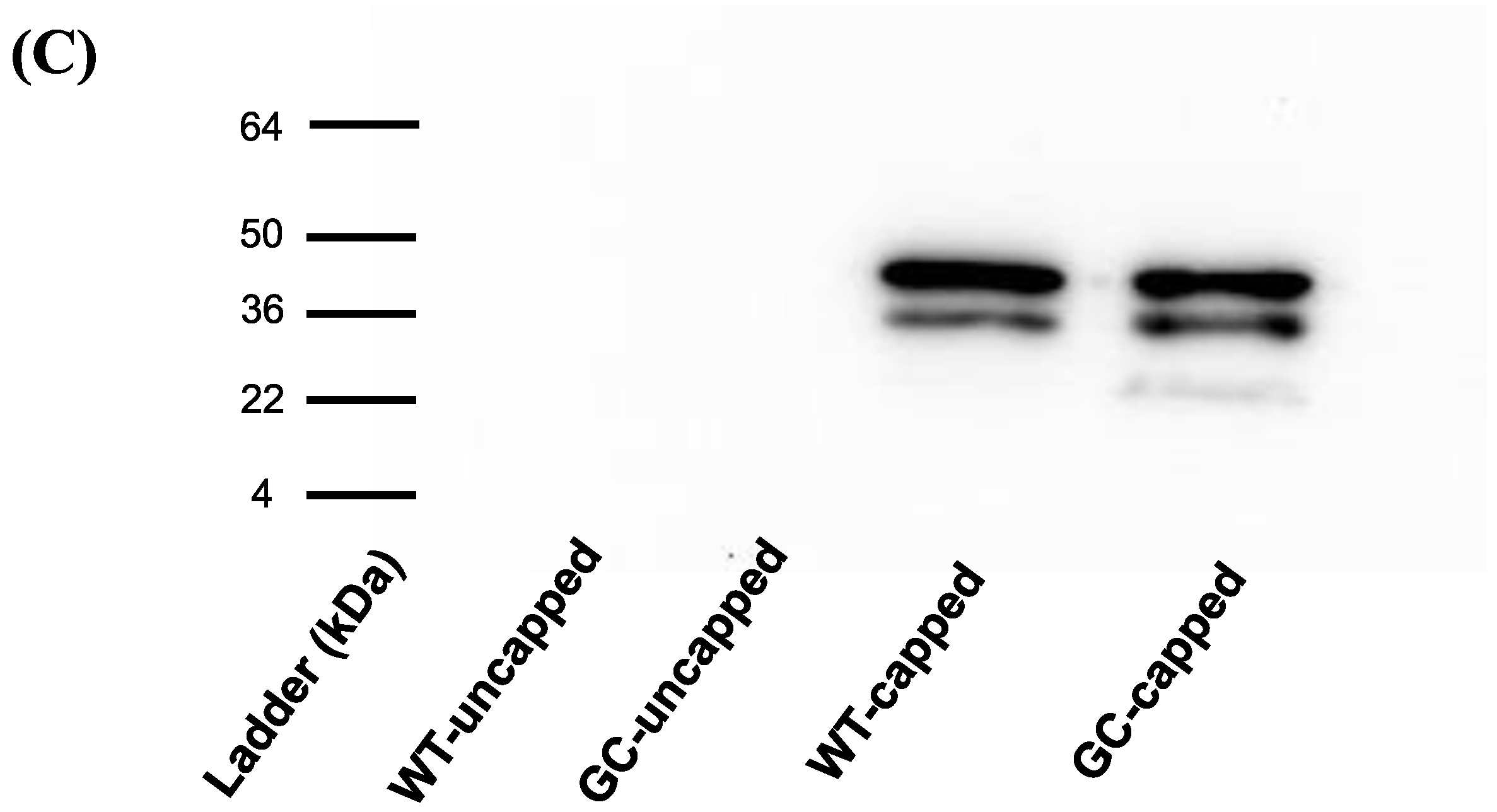 Vaccines 12 00705 g003b