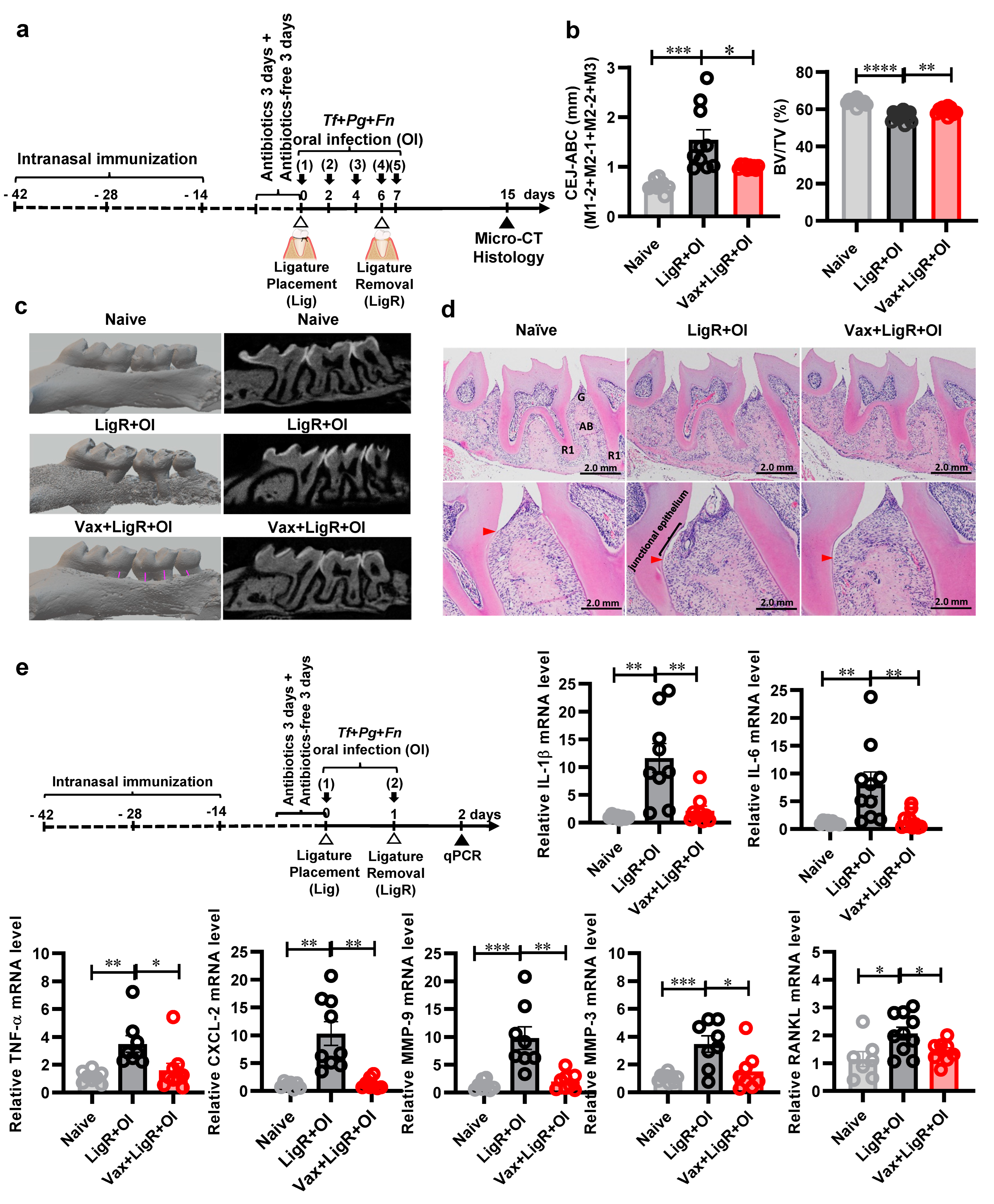 Vaccines 12 00754 g001 Vaccines 12 00754 g001