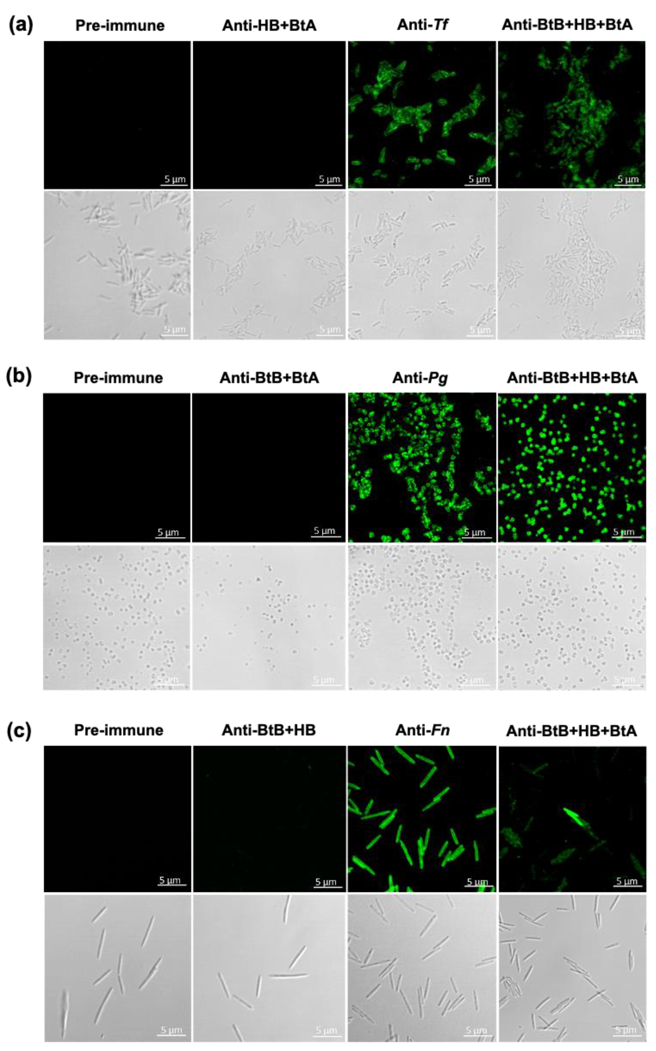 Vaccines 12 00754 g003 Vaccines 12 00754 g003
